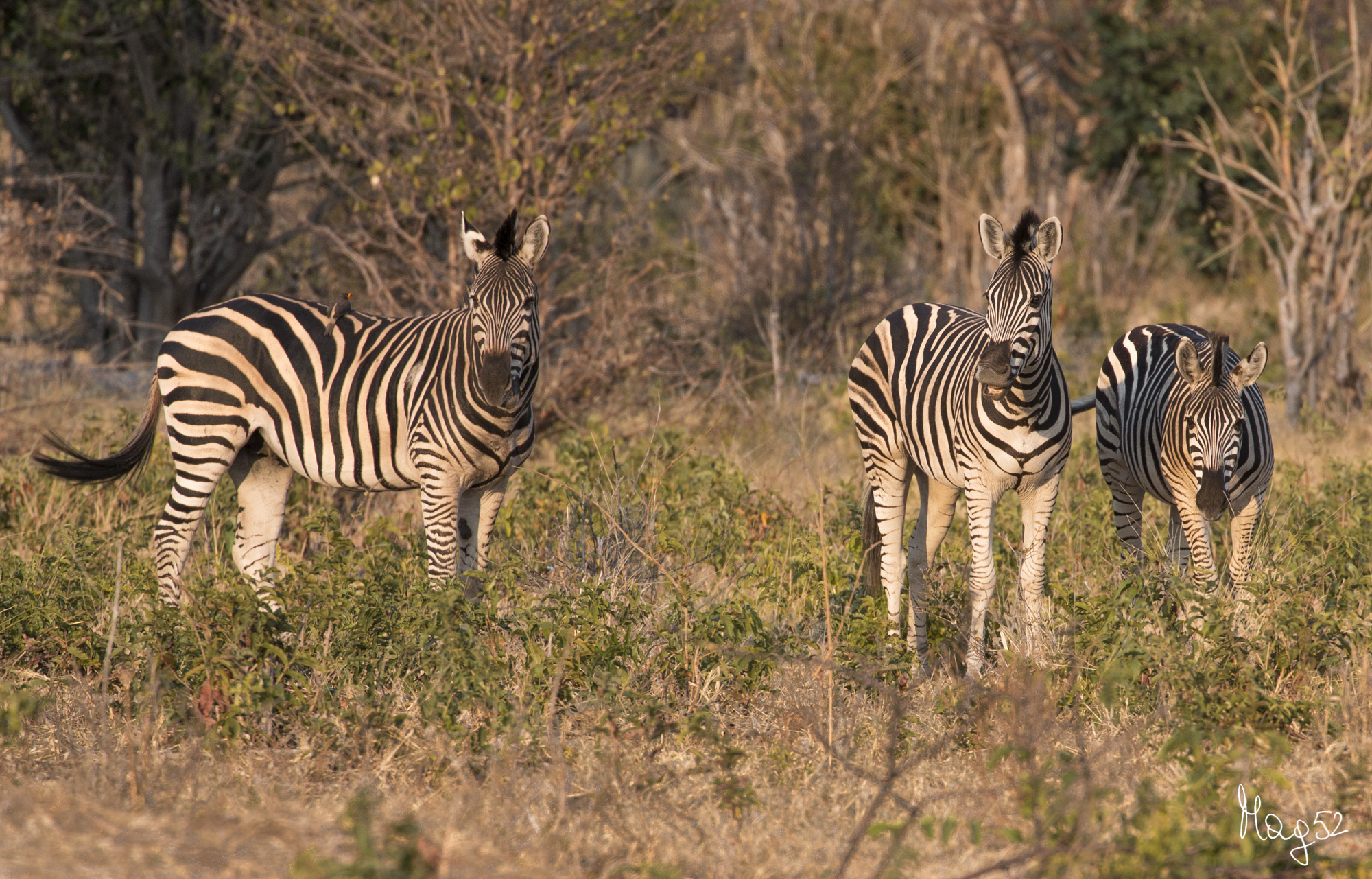 Zebre del Chobe...