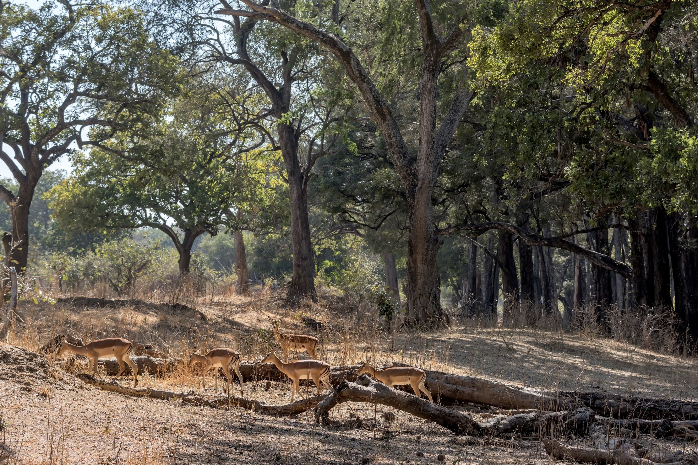 Zambia 2015 - Forest mahogany and impala...
