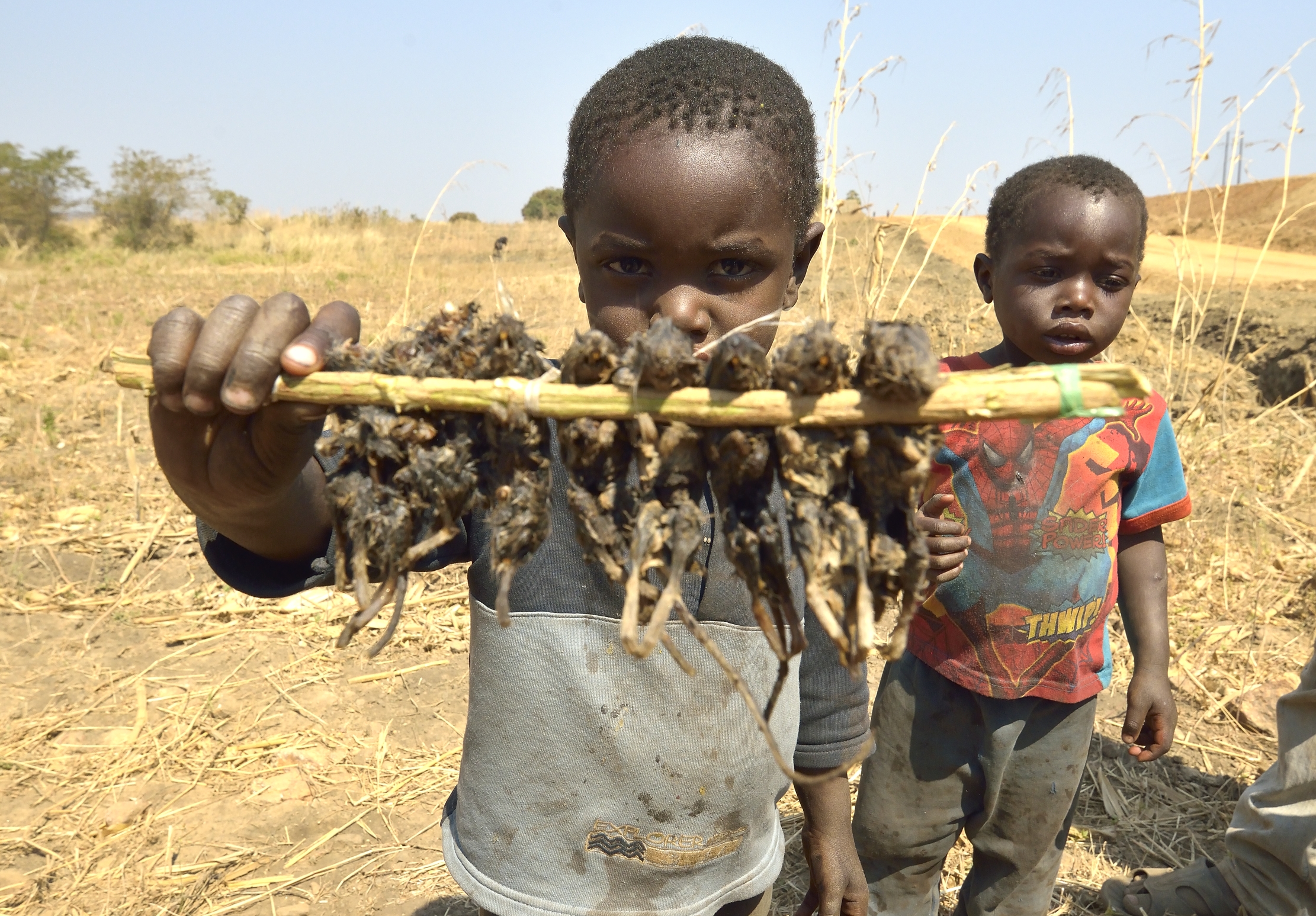 Zambia 2015 - Want to try?...