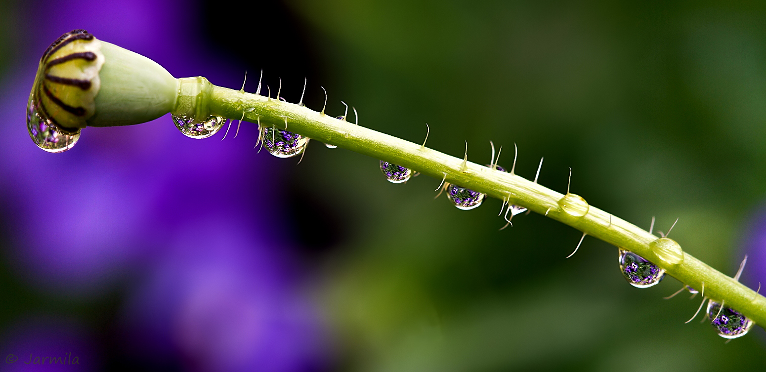 water droplets...