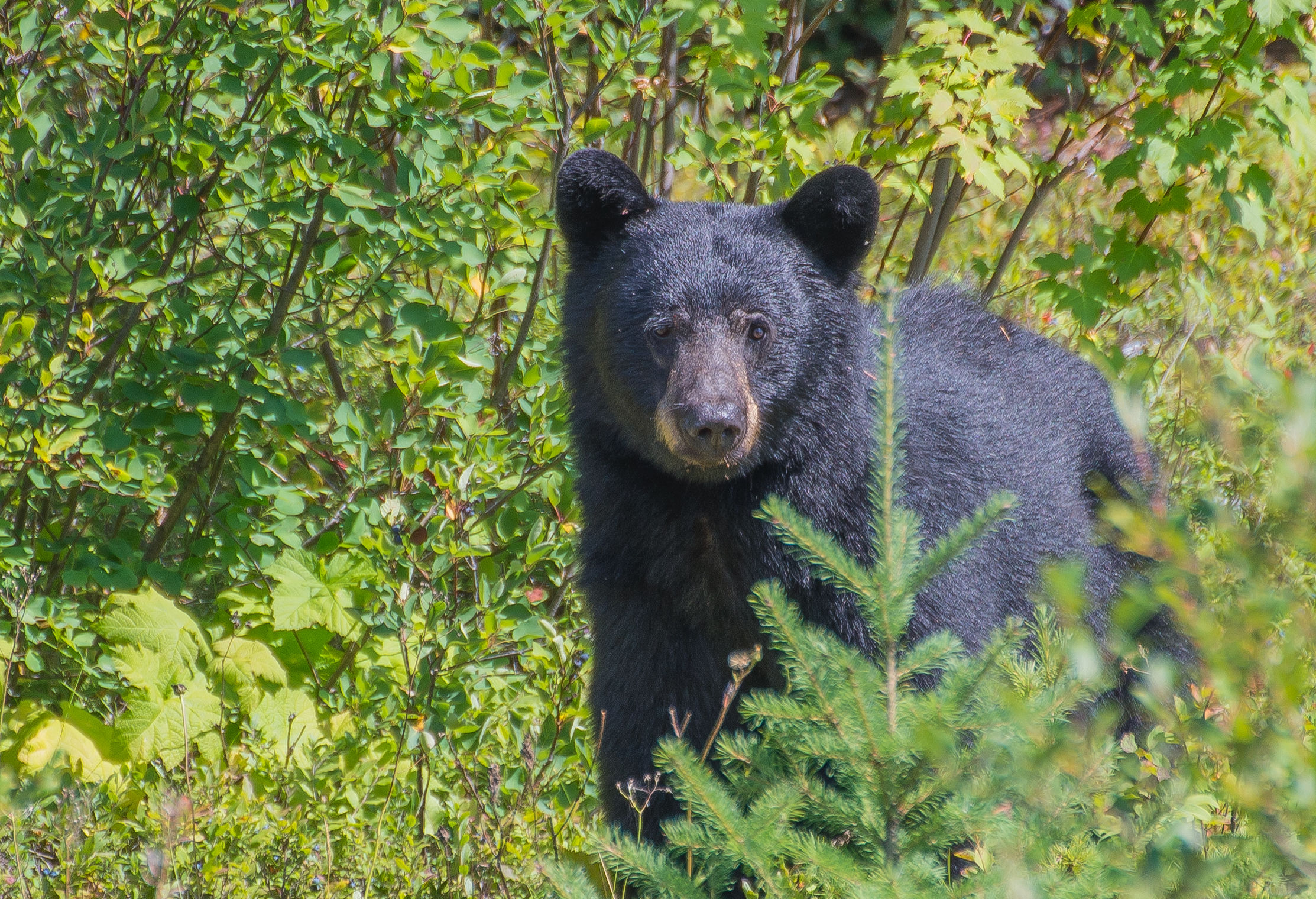 Black bears (jasper National park Canada) JuzaPhoto