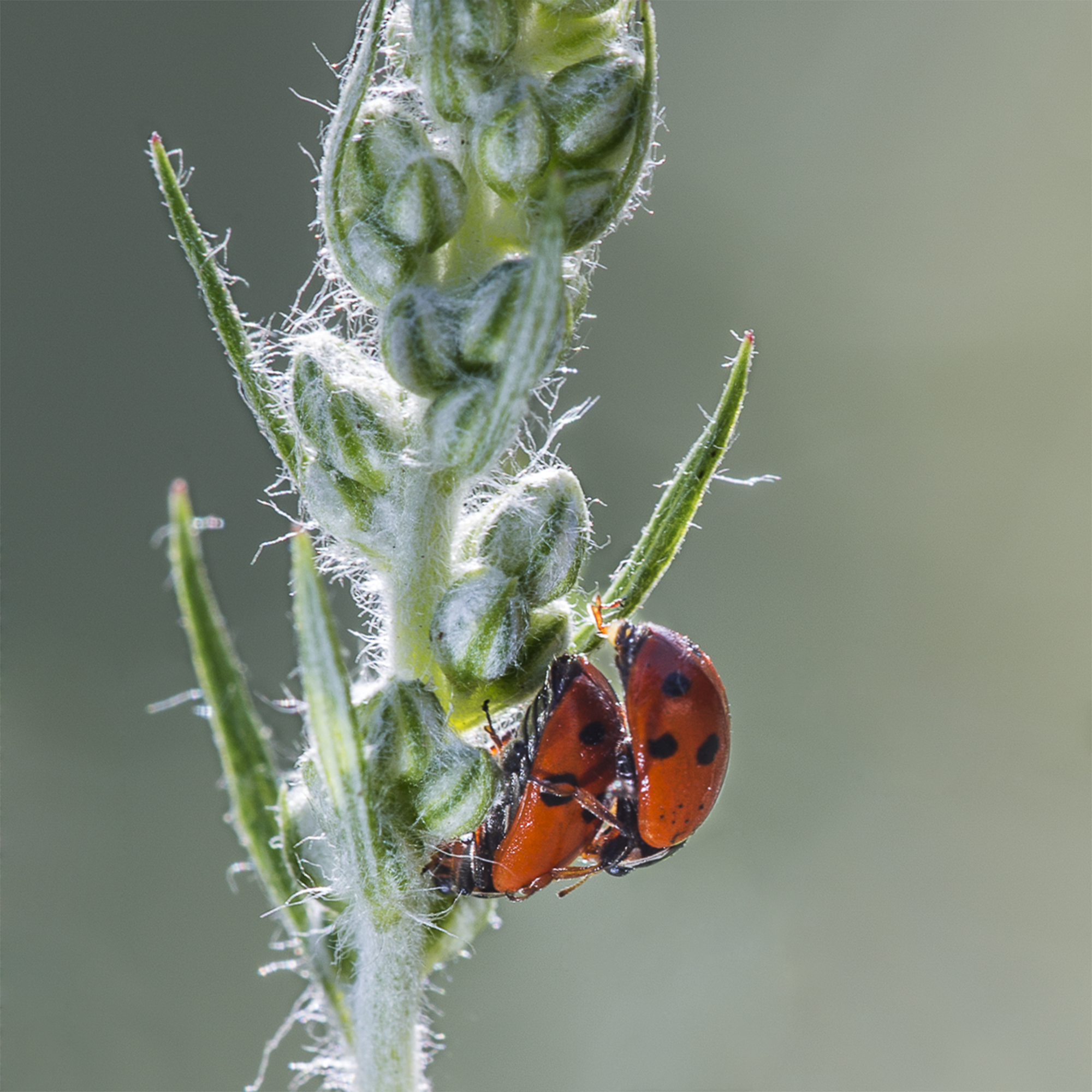 ladybugs...