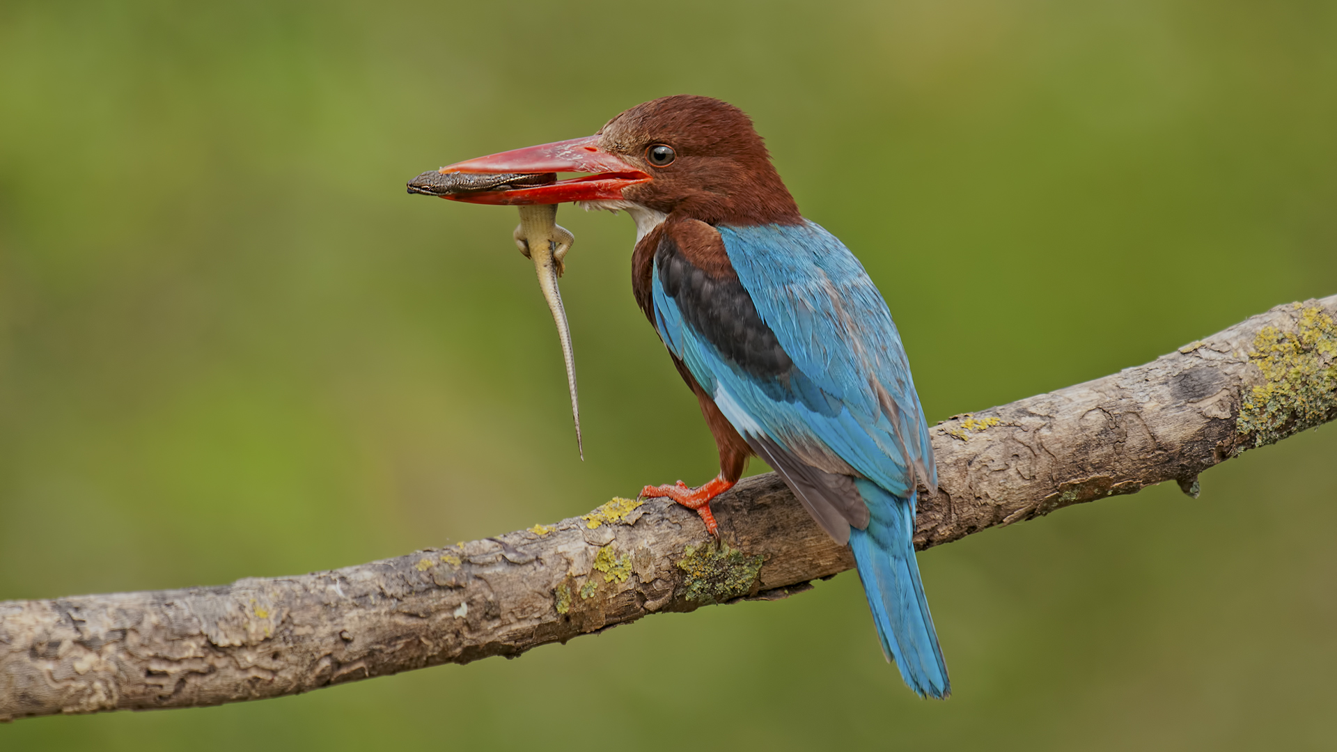 Halcyon smyrnensis »White-throated Kingfisher...