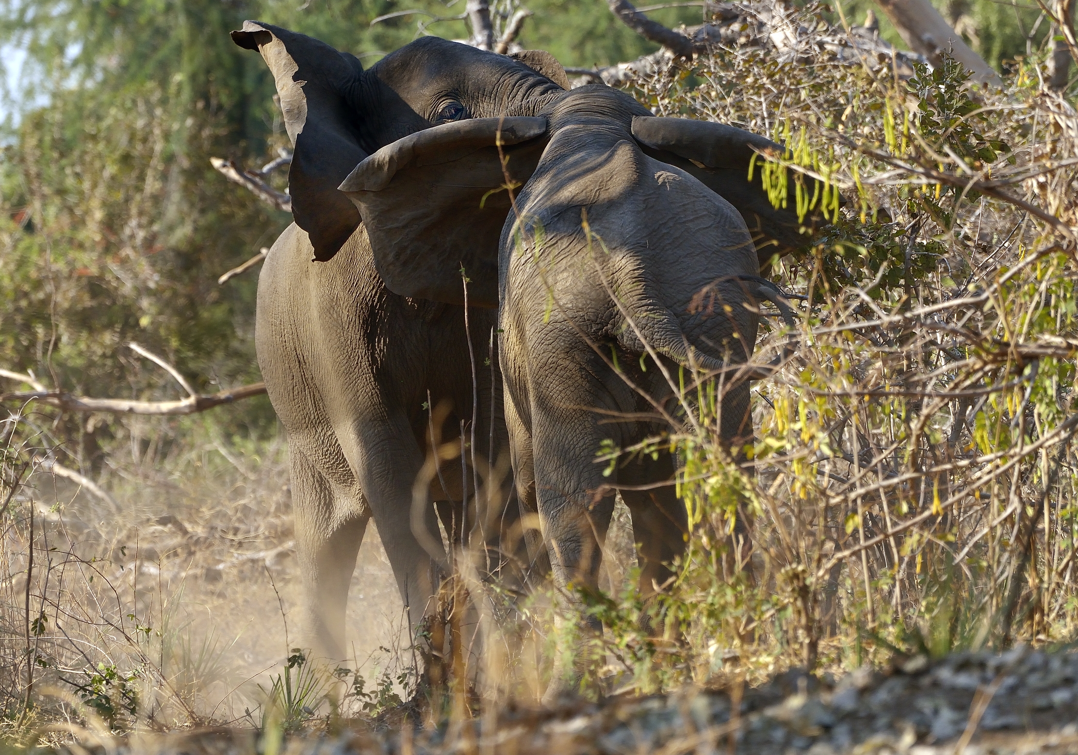 Zambia 2015 - Ears to the wind (in comparison)...