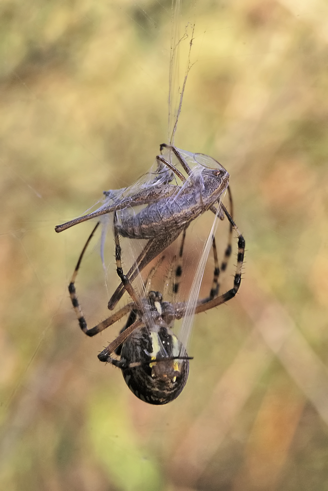 Argiope bruennichi, or the wasp spider...