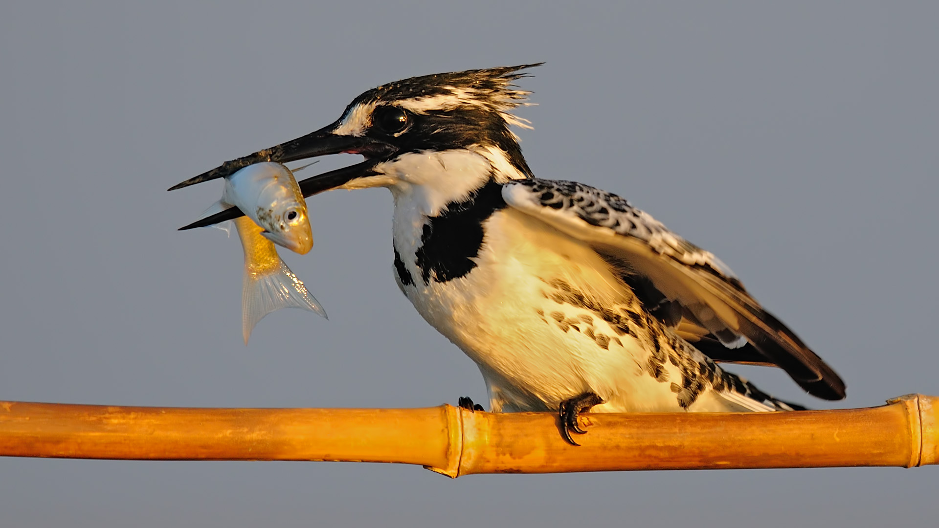 Ceryle rudis » Pied kingfisher...