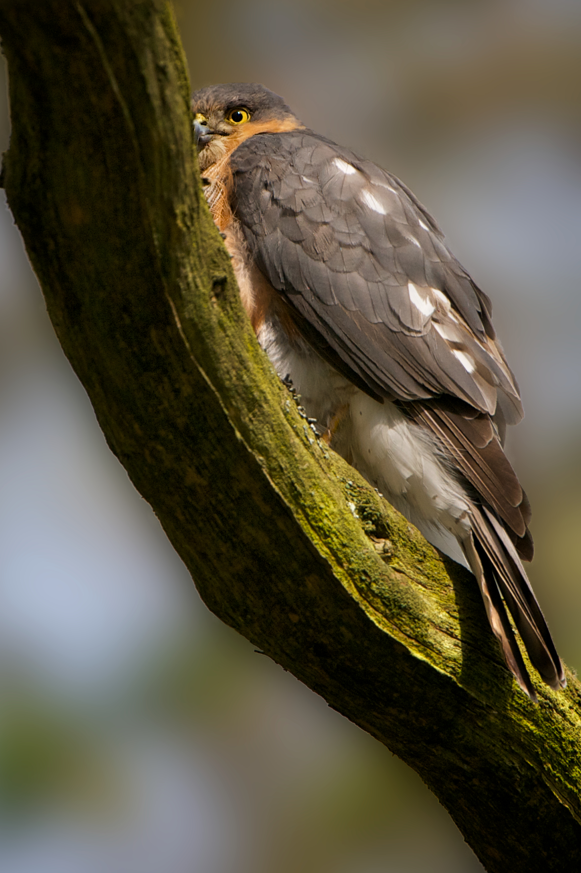 Sparrow-Hawk (male)...