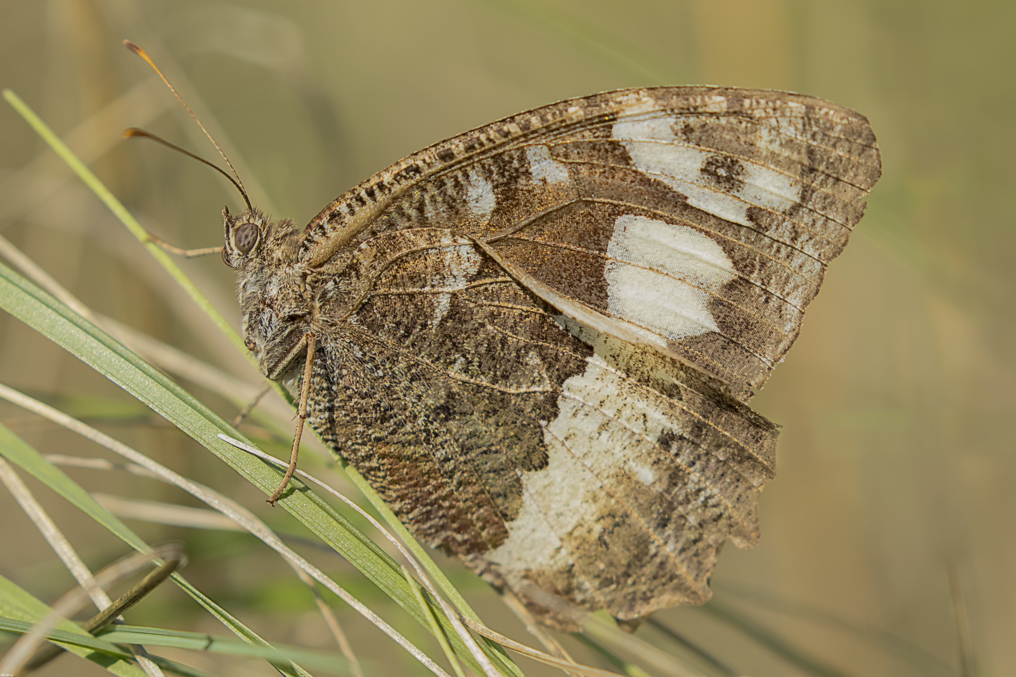 Hipparchia circe...