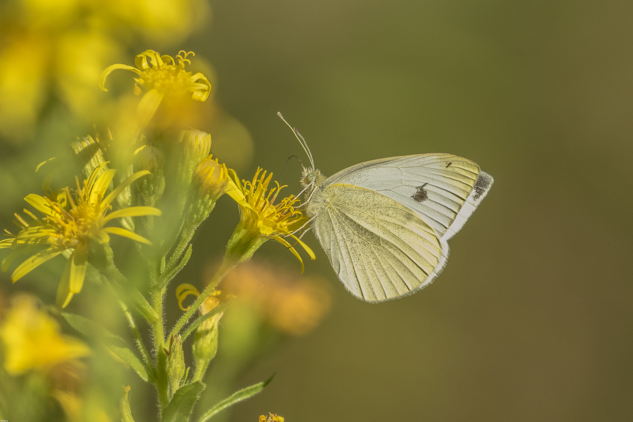 Pieris brassicae...