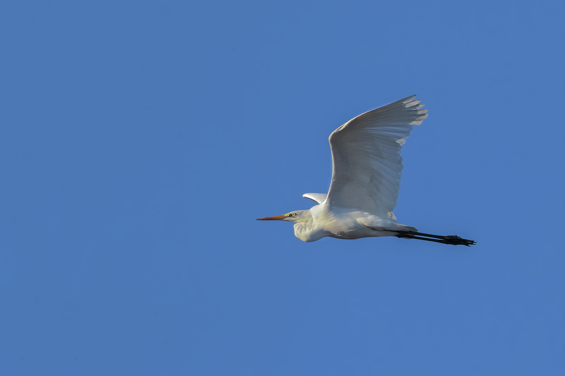 white heron...