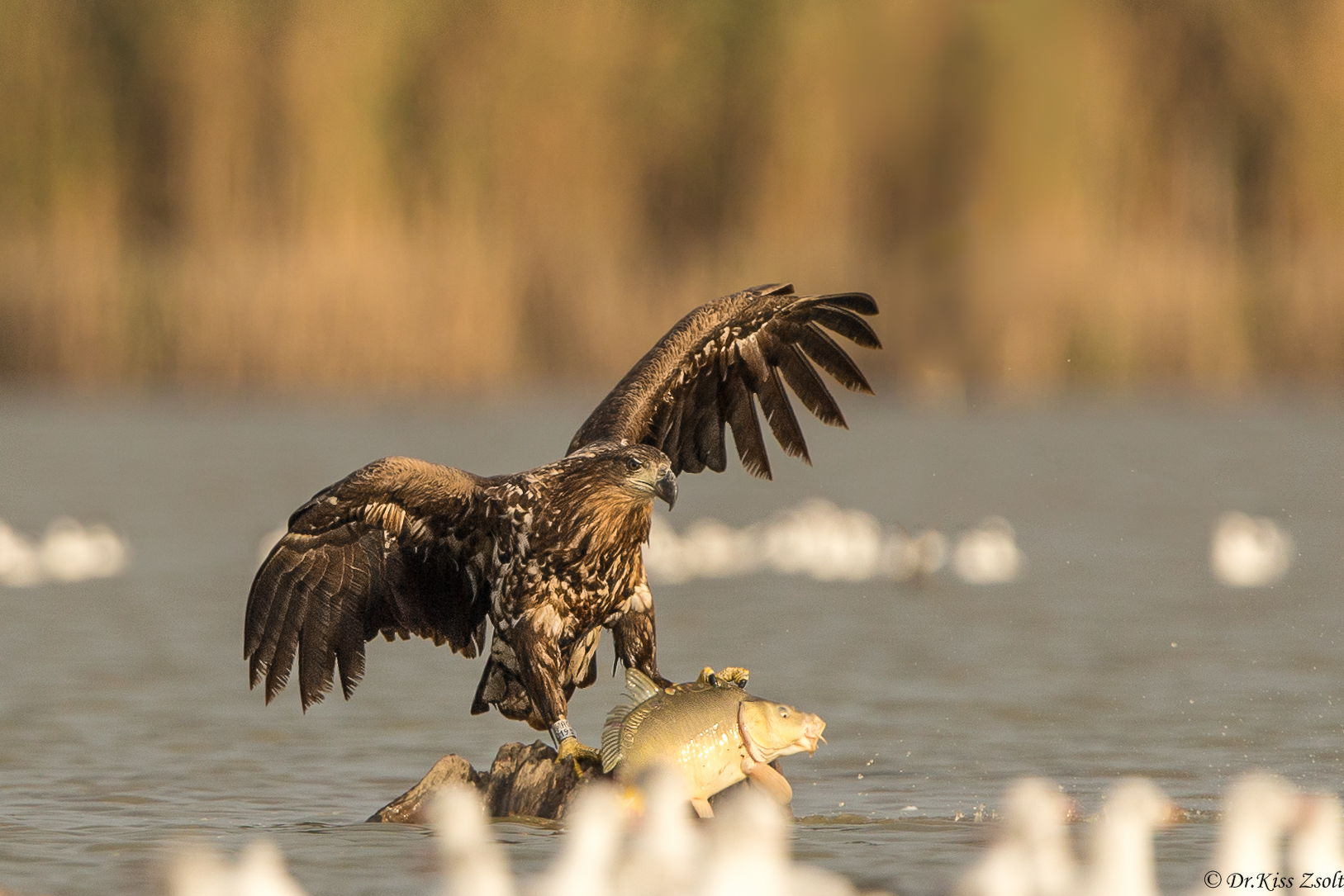 White-tailed eagle with a catch...
