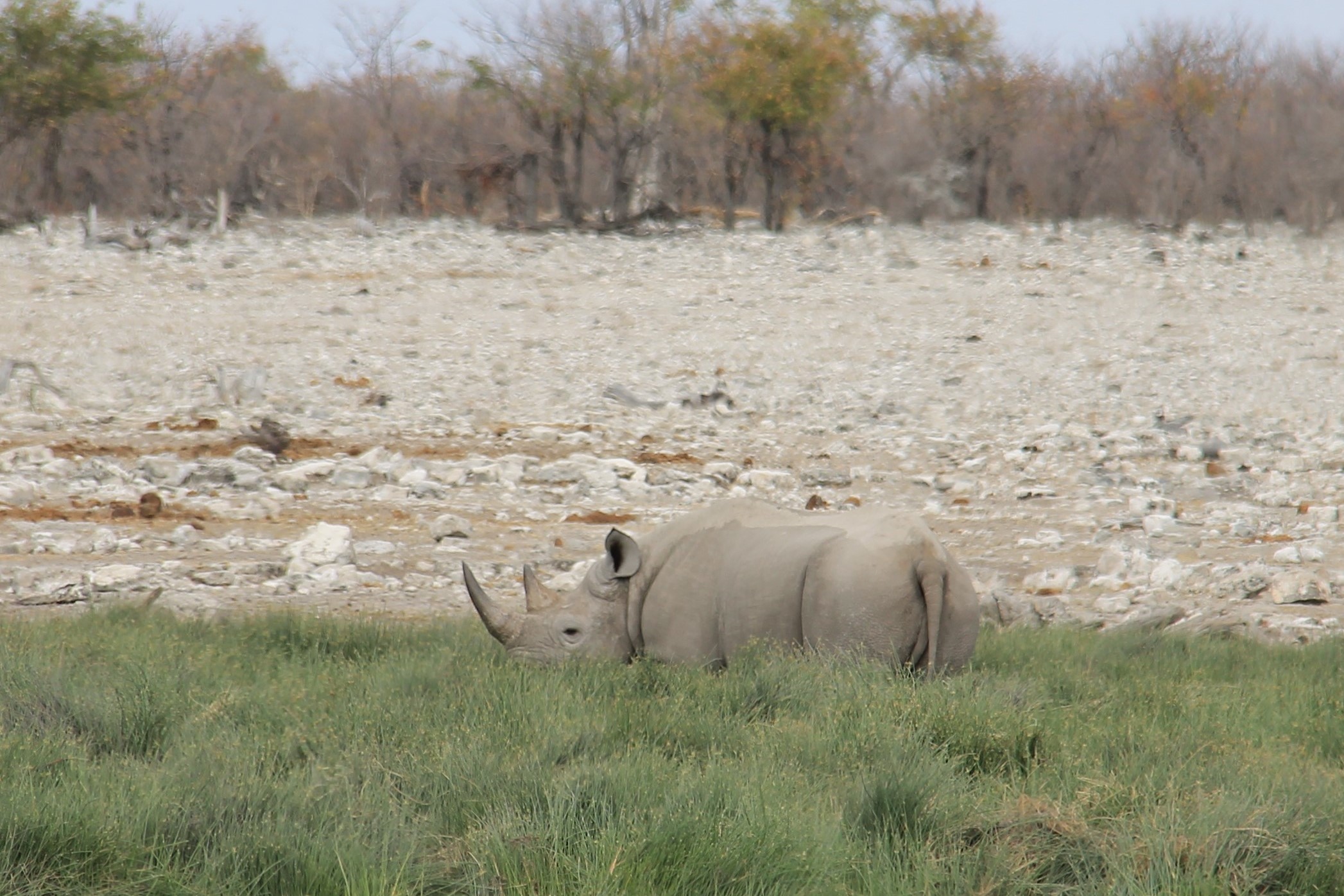 Etosha Rinoceronte...