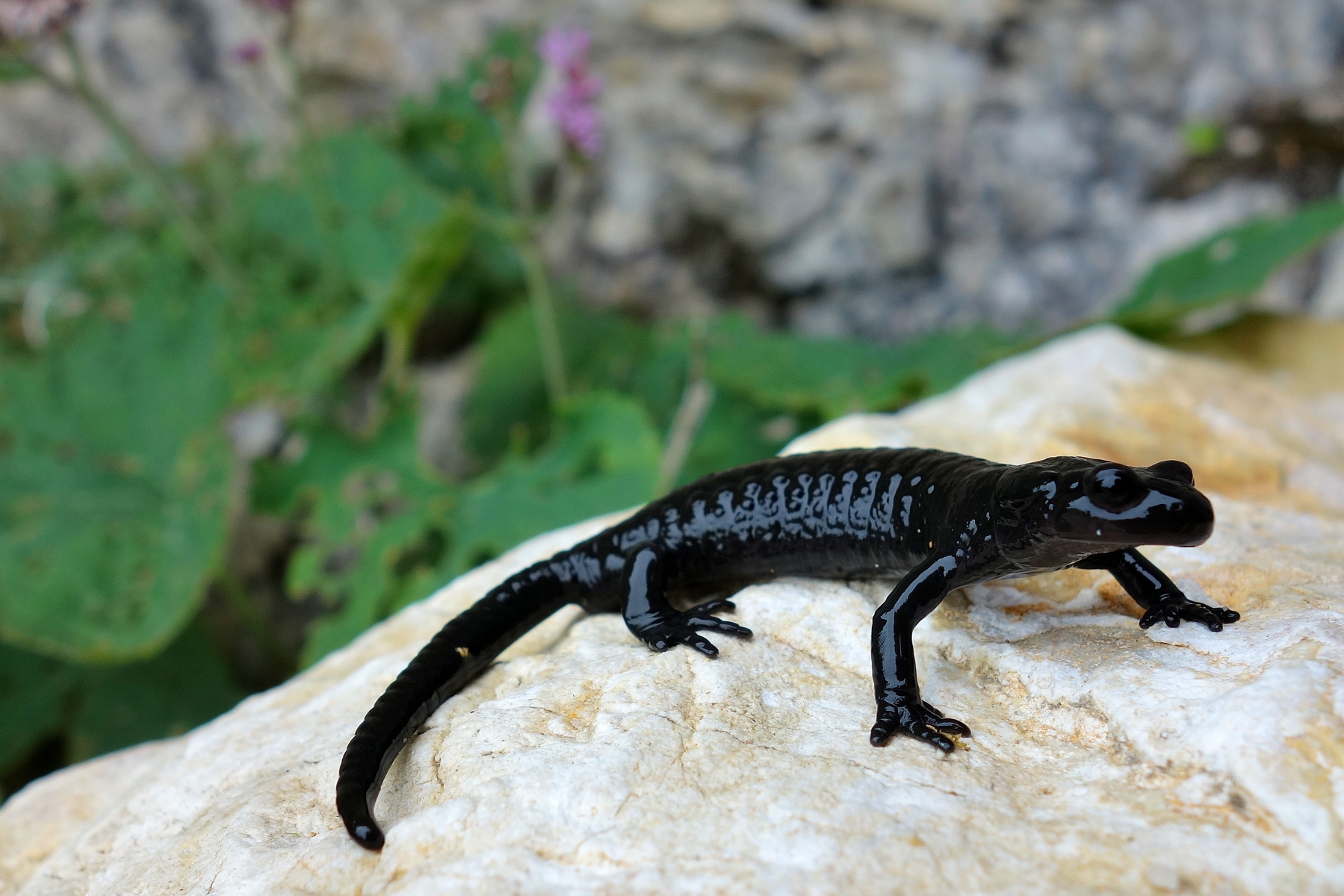 Alpine salamander...