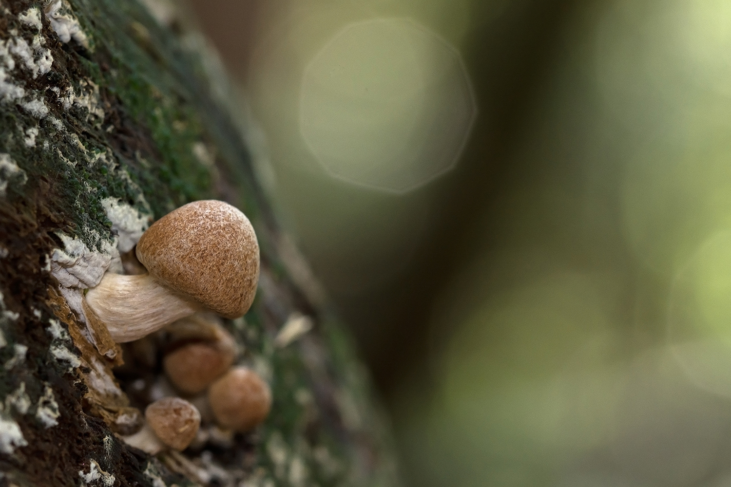 Small mushrooms in the forest...