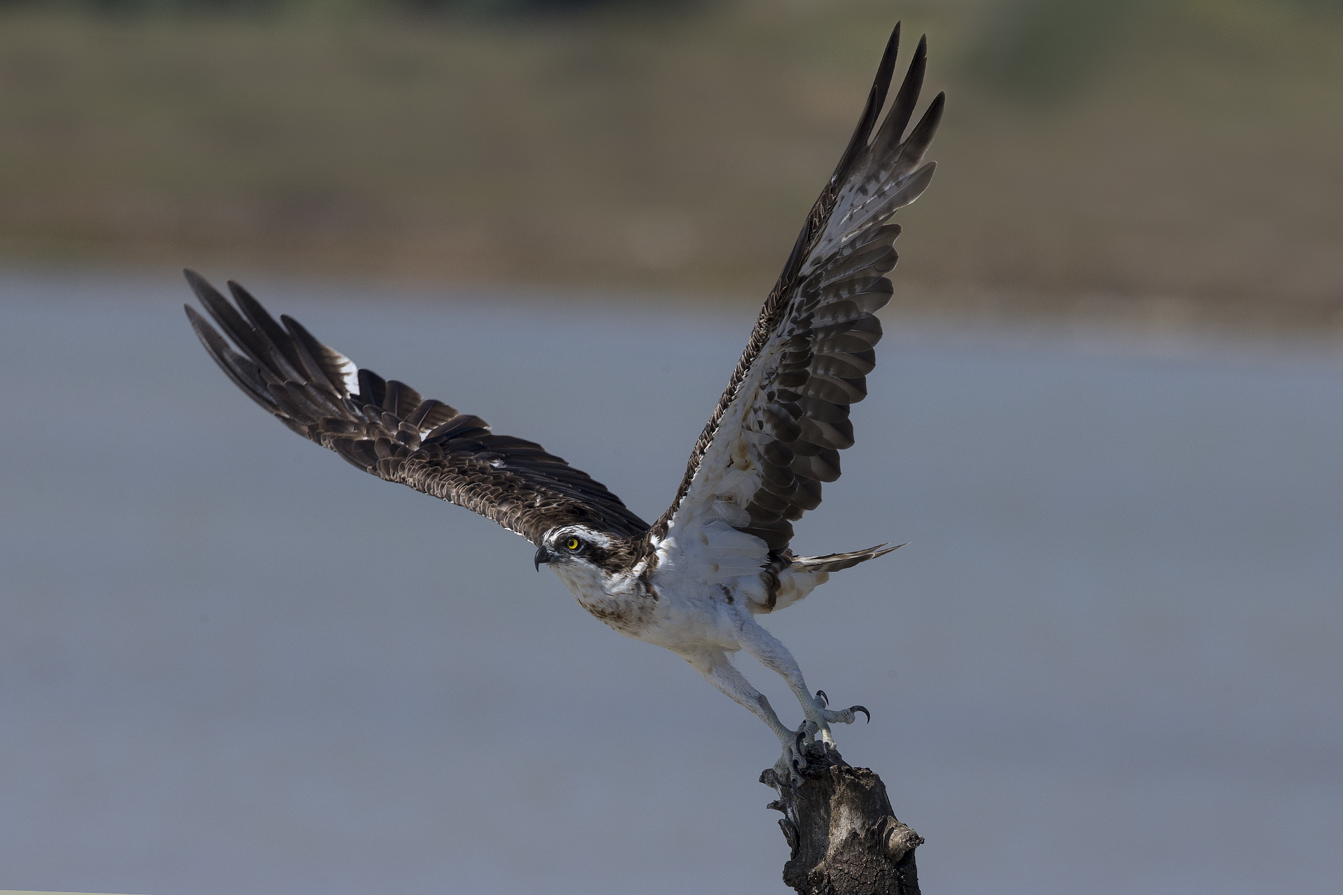Osprey taking off...