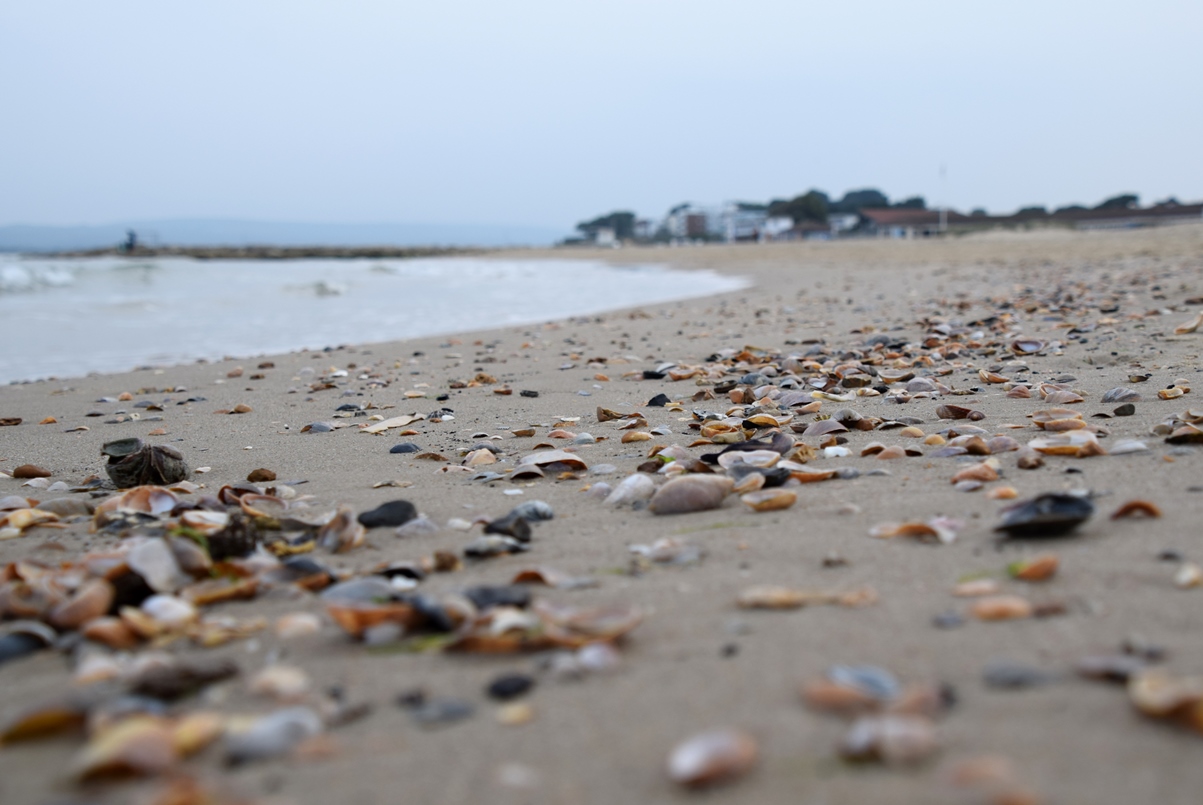Sea Shells on the Sea Shore...
