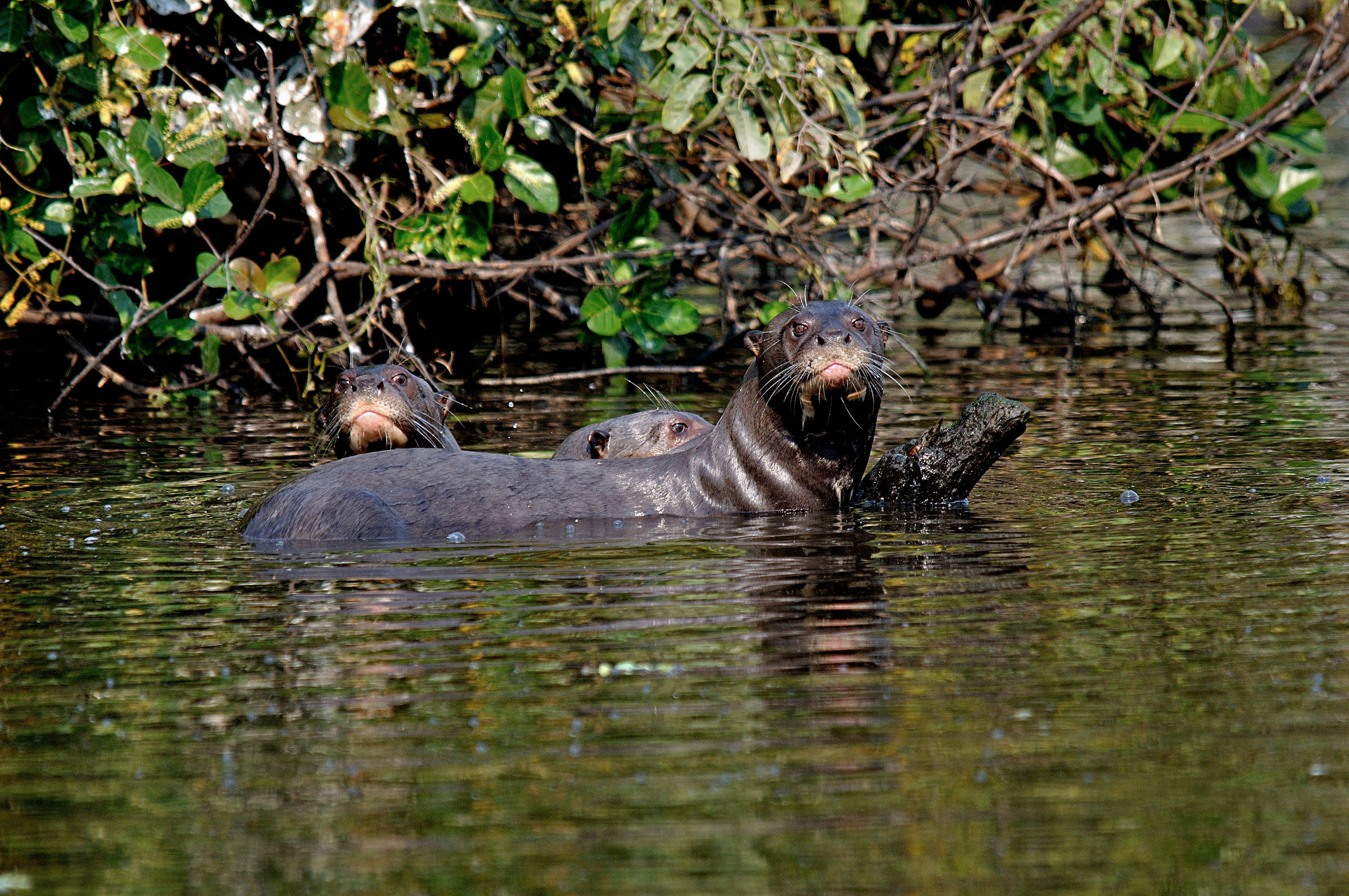 Giant Otter...