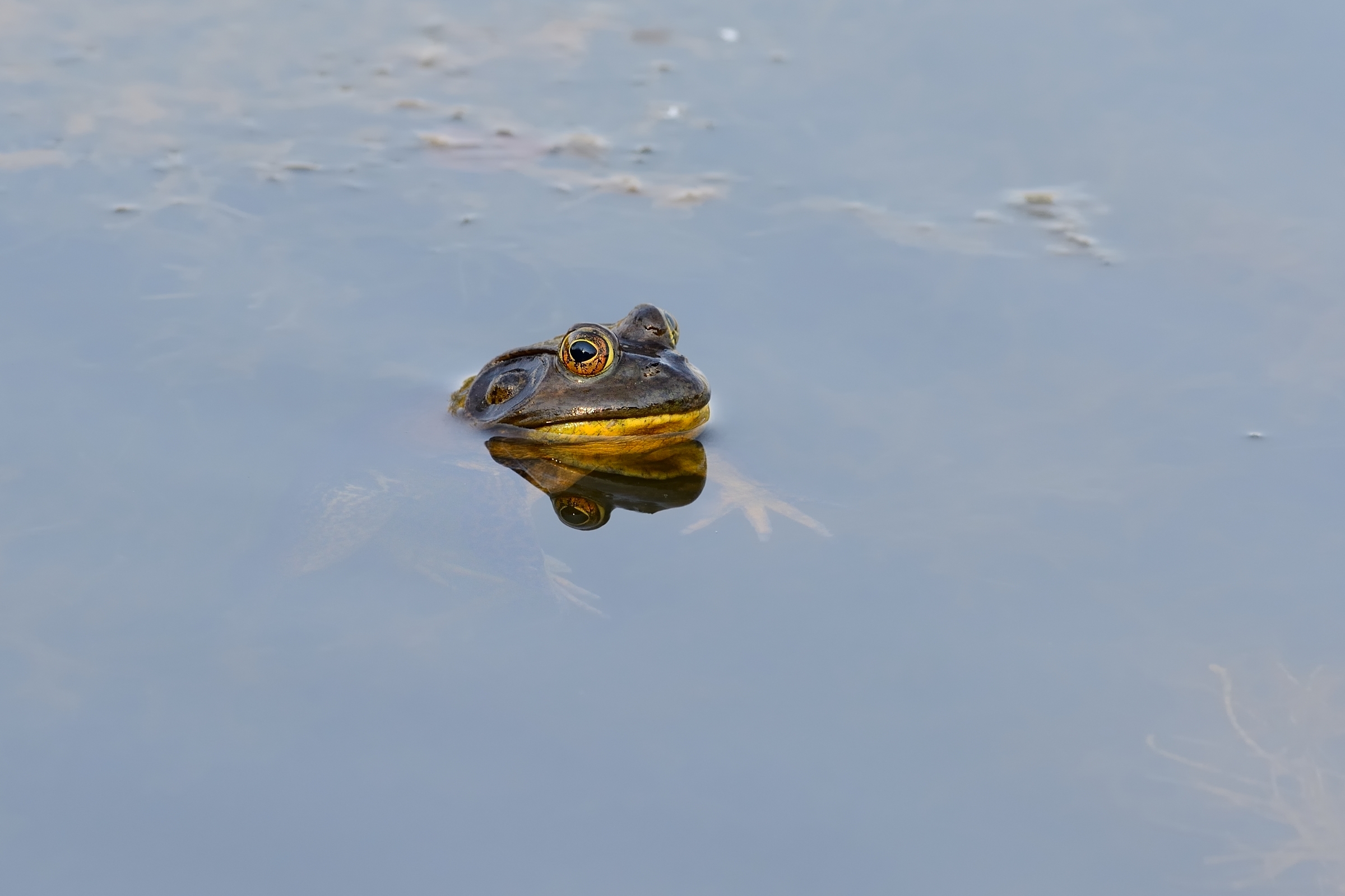 Bullfrog....