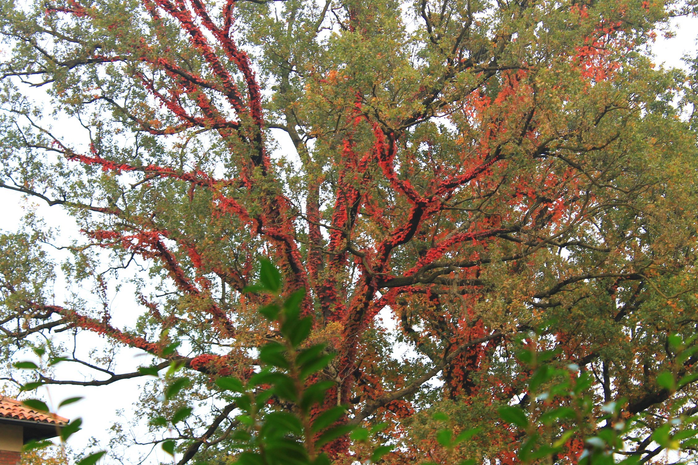 Burning branches...