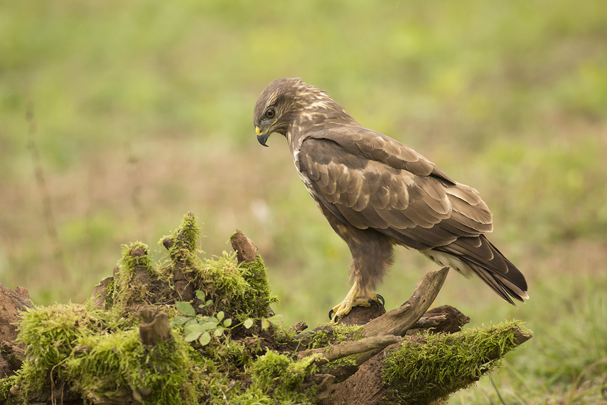 buzzard in meditation revised and corrected...