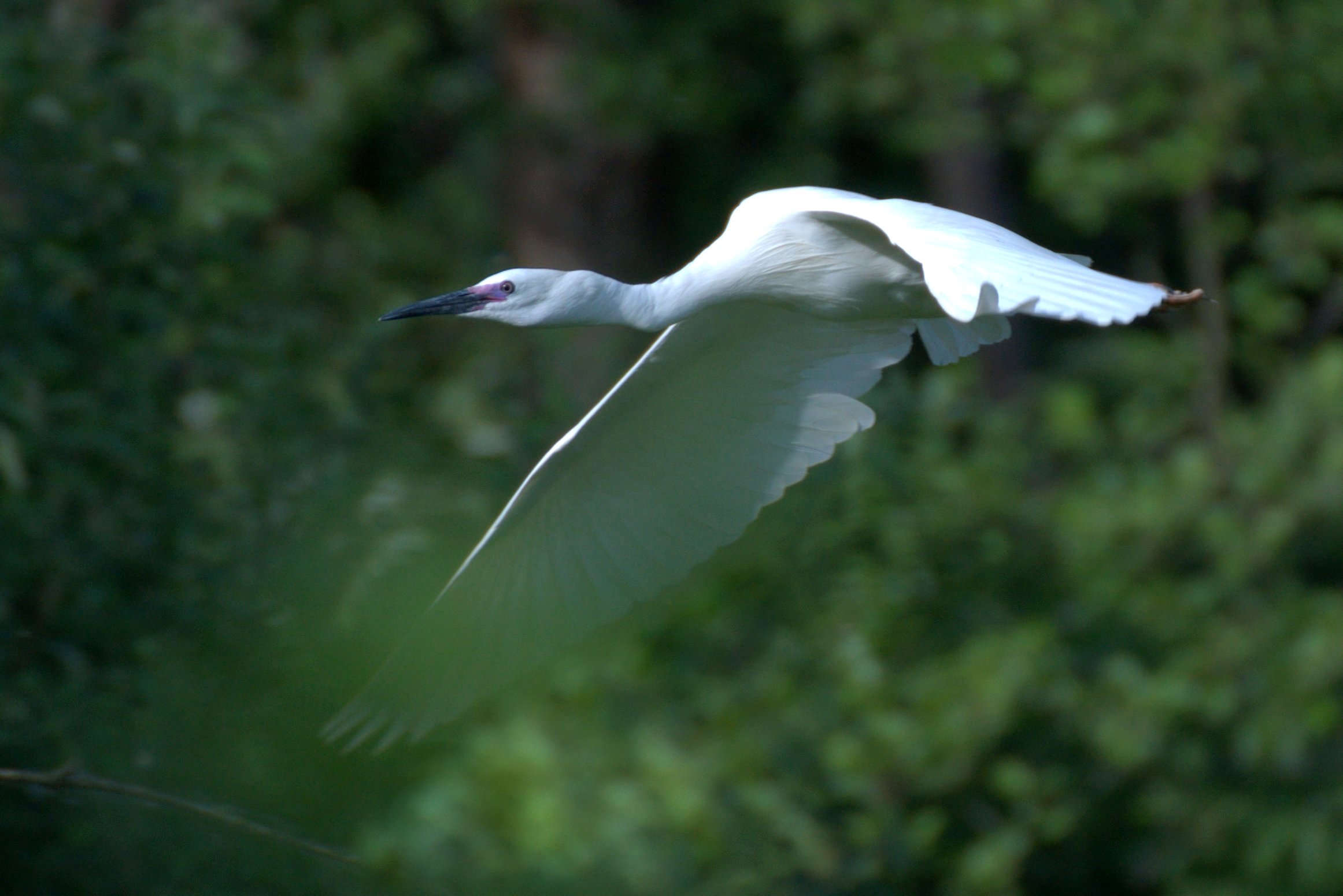 Flight of the Egret...