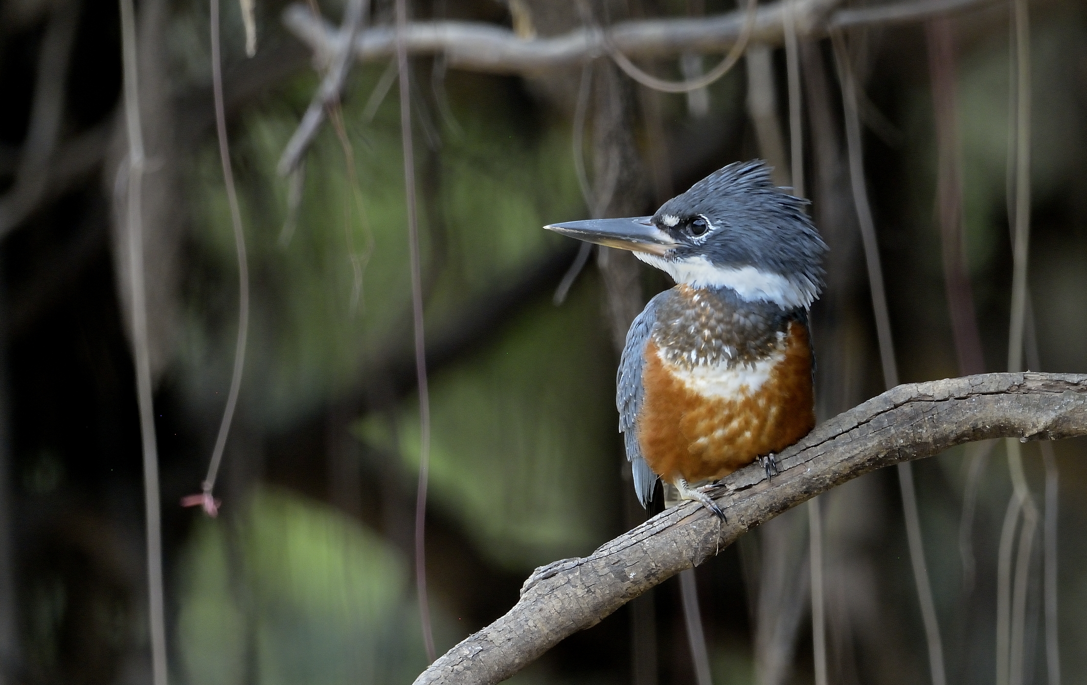 Pantanal 2015 - Martino...