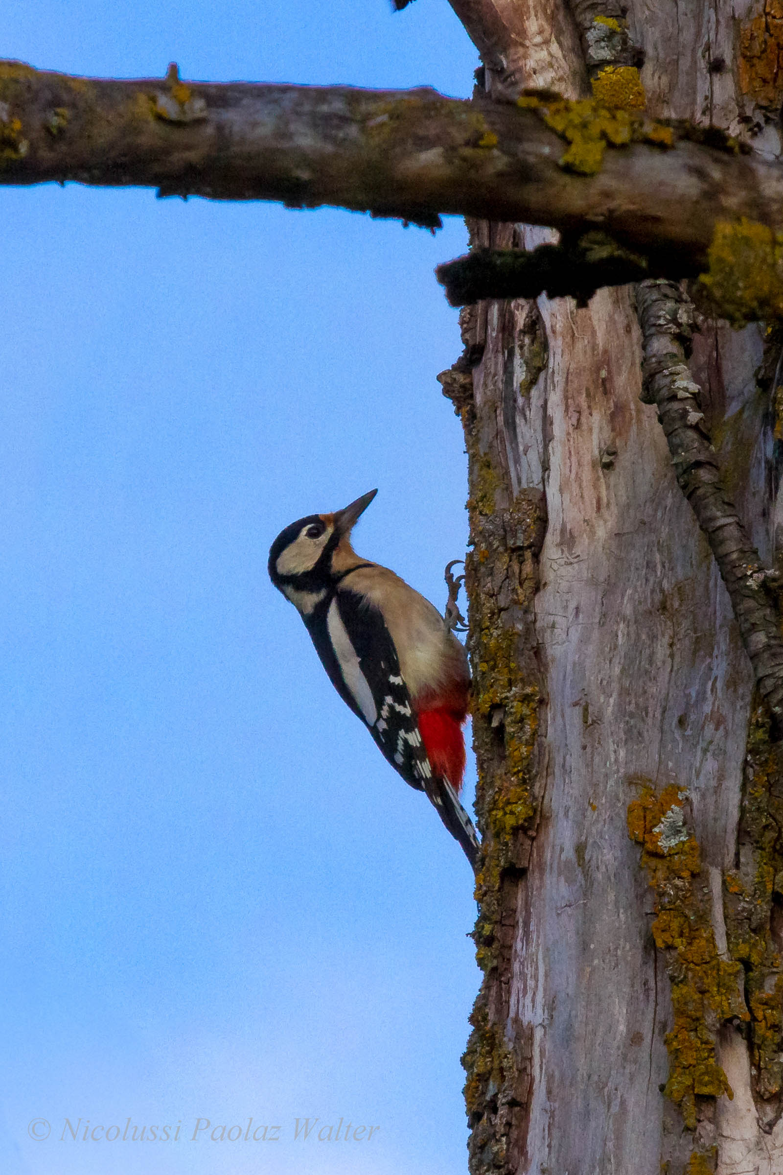 Woodpecker...