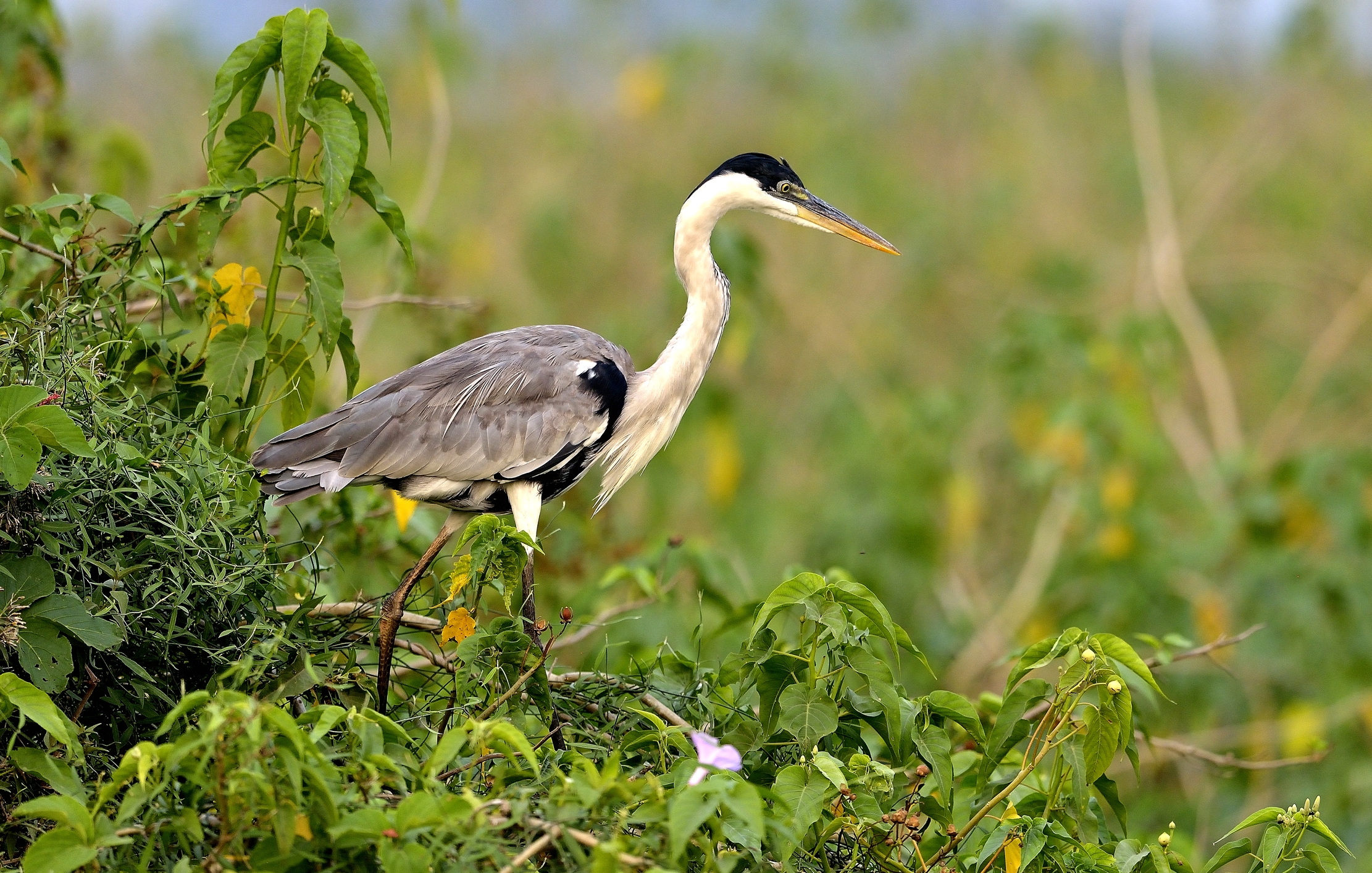 Pantanal 2015 - Heron...