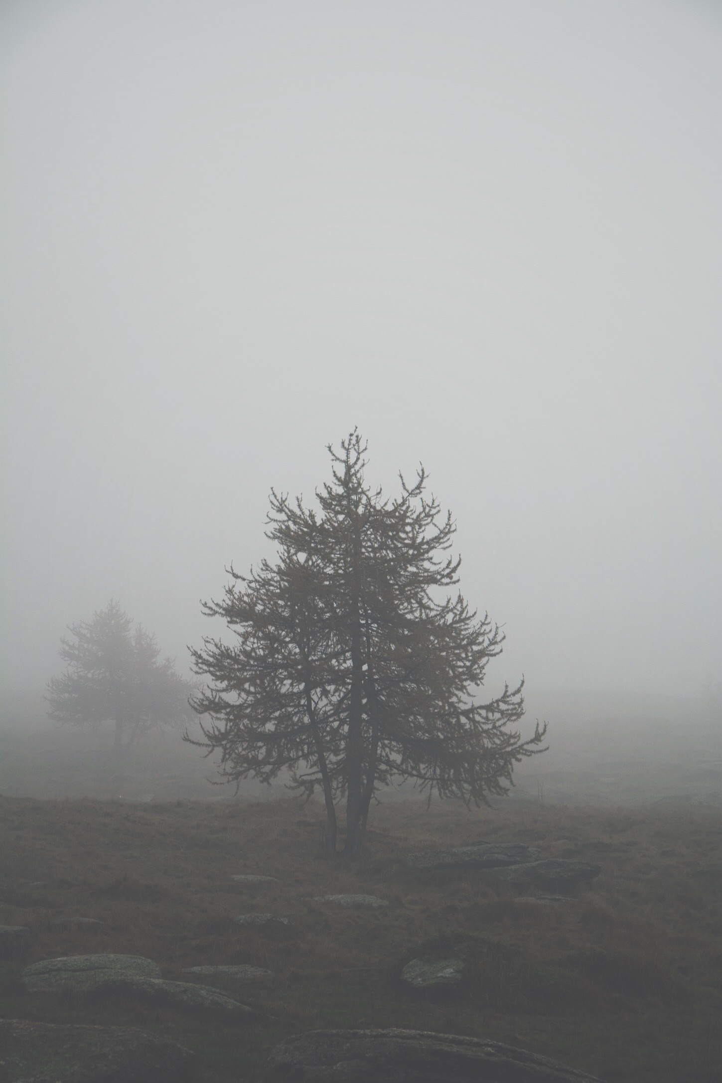 Pine in fog...