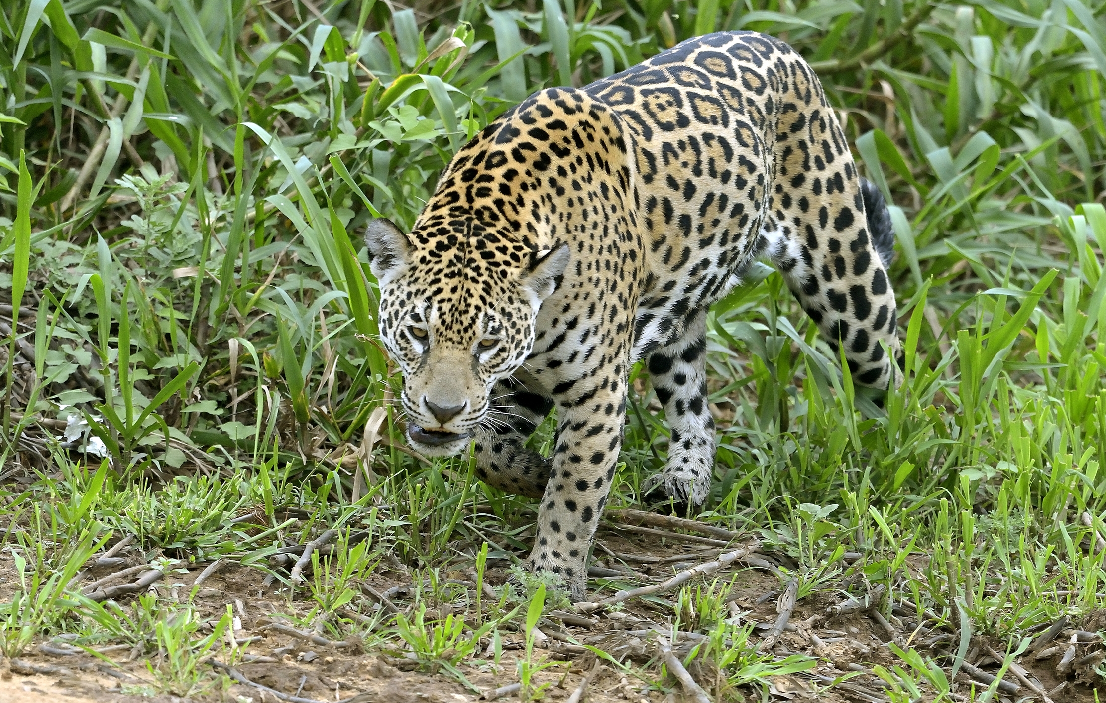 Pantanal 2015 - Jaguar...