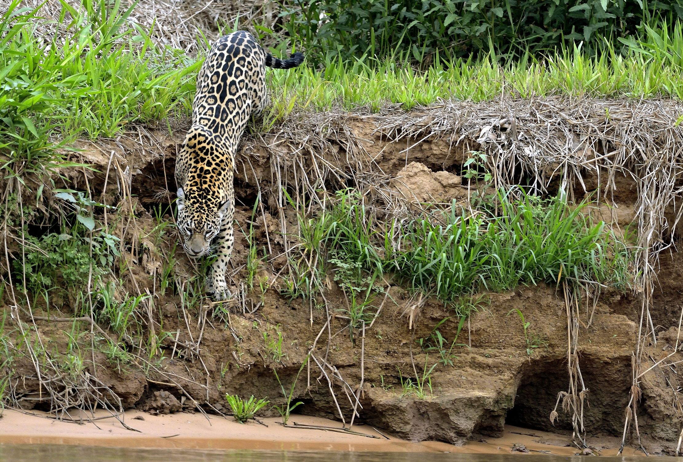 Pantanal 2015 - Jaguar sul Cuiabà river...