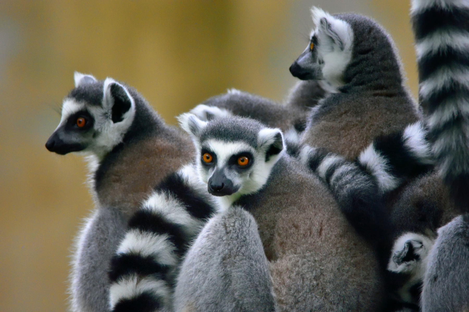 Una famiglia di Lemuri (Catta)...