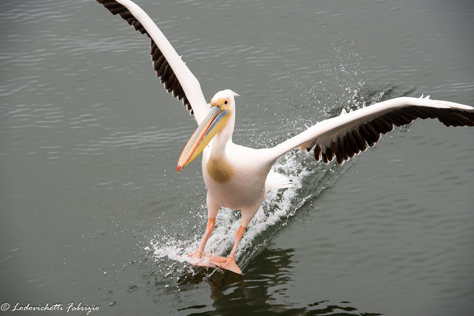 Pelican landing...
