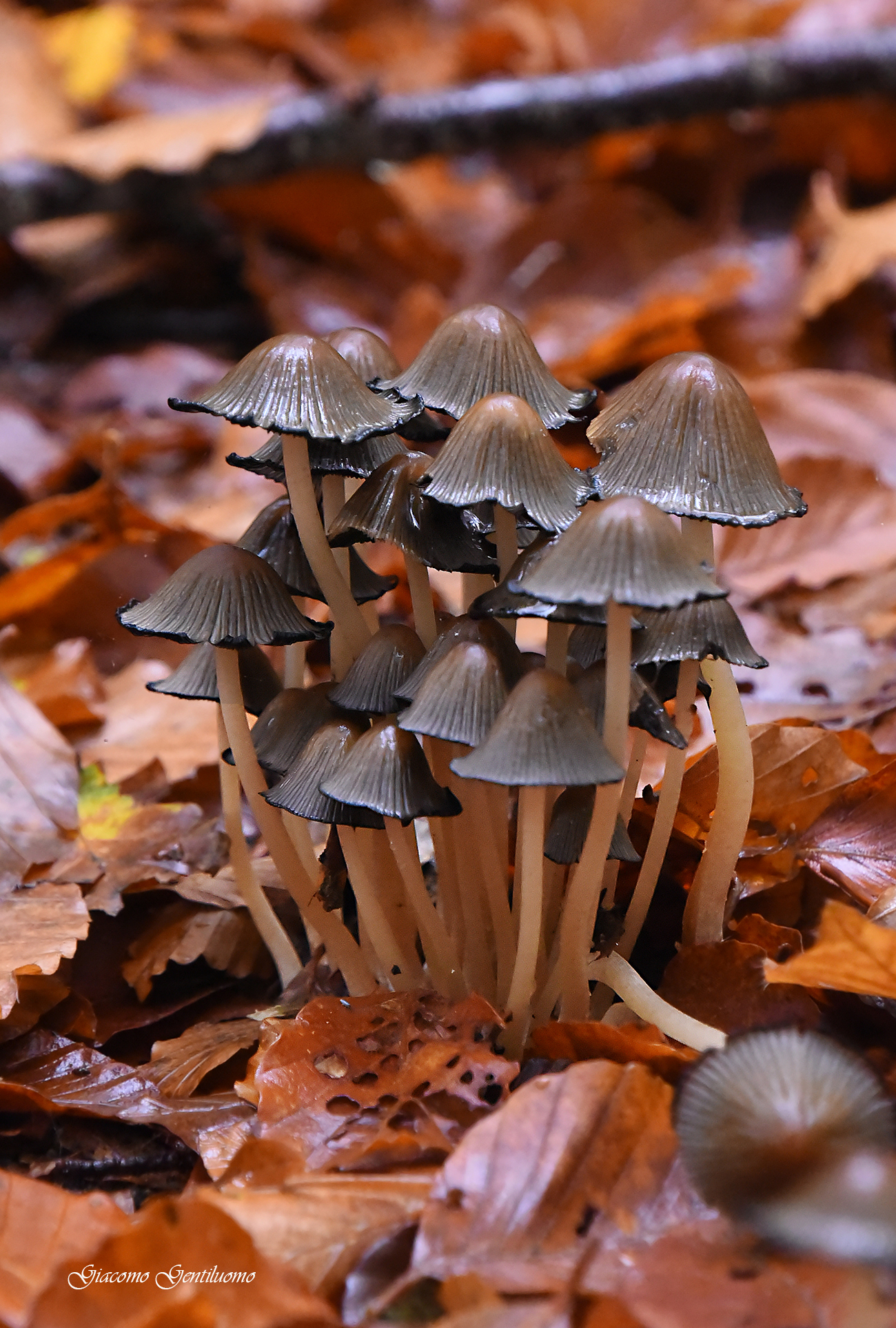 5 mushrooms...