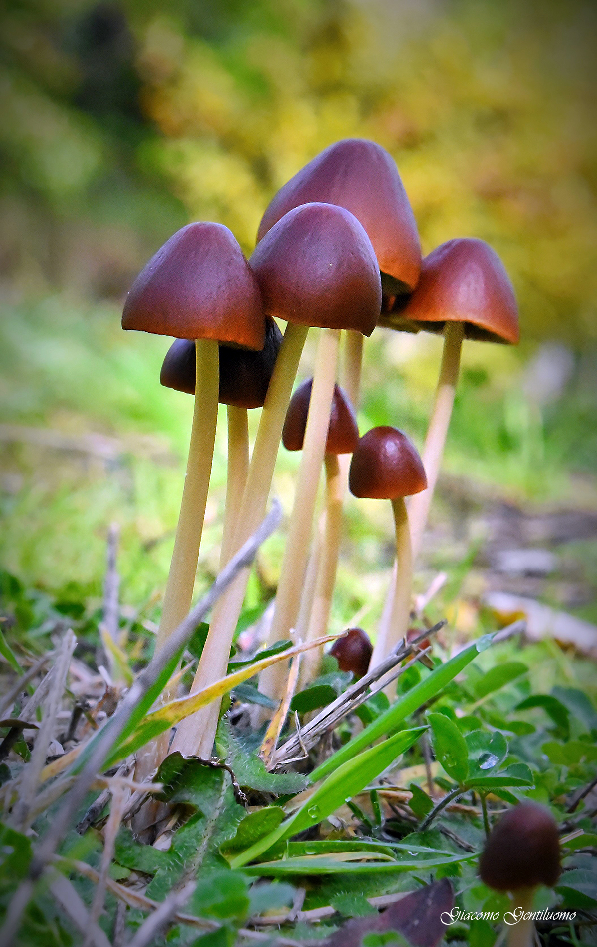 6 mushrooms...