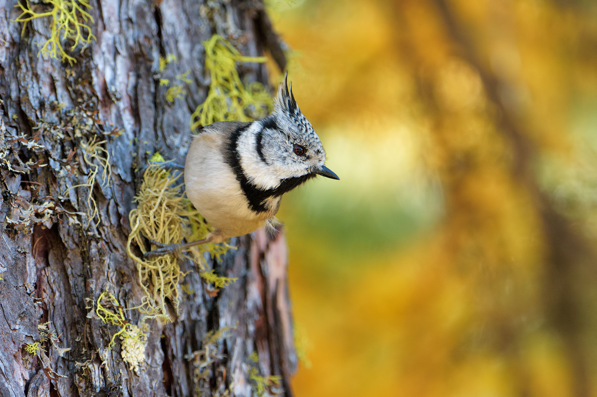 crested tit...