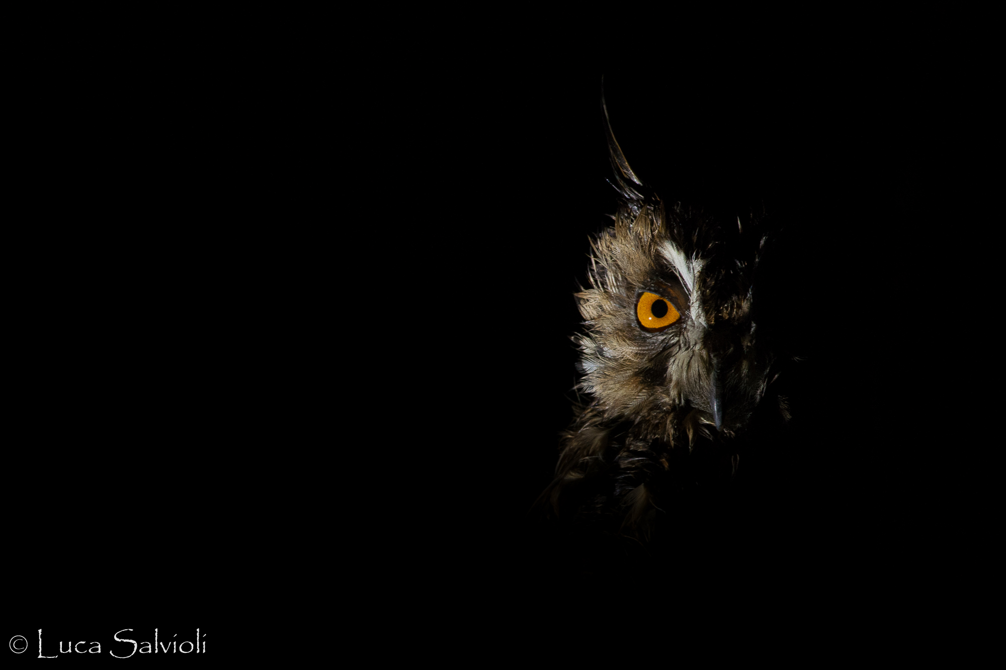 Screech owl...