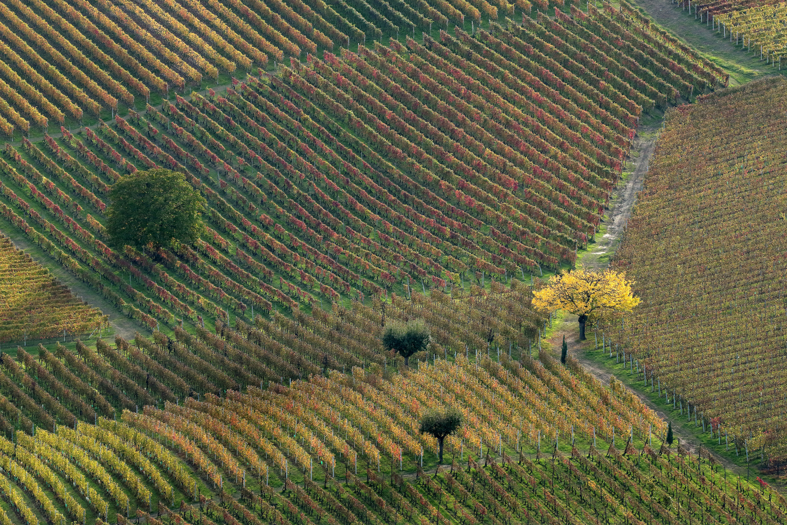 "L' albero Giallo"...