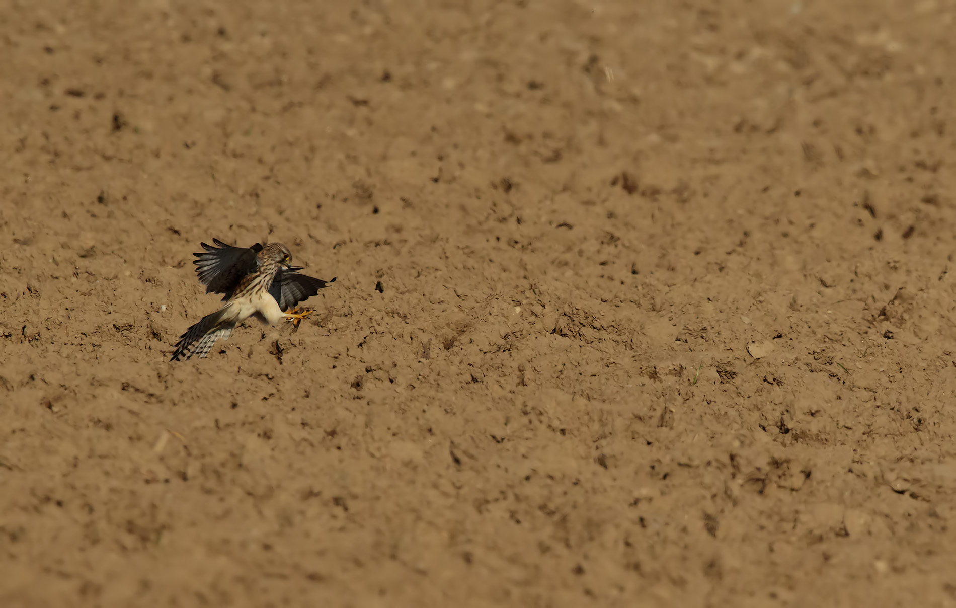 kestrel hunting 2...