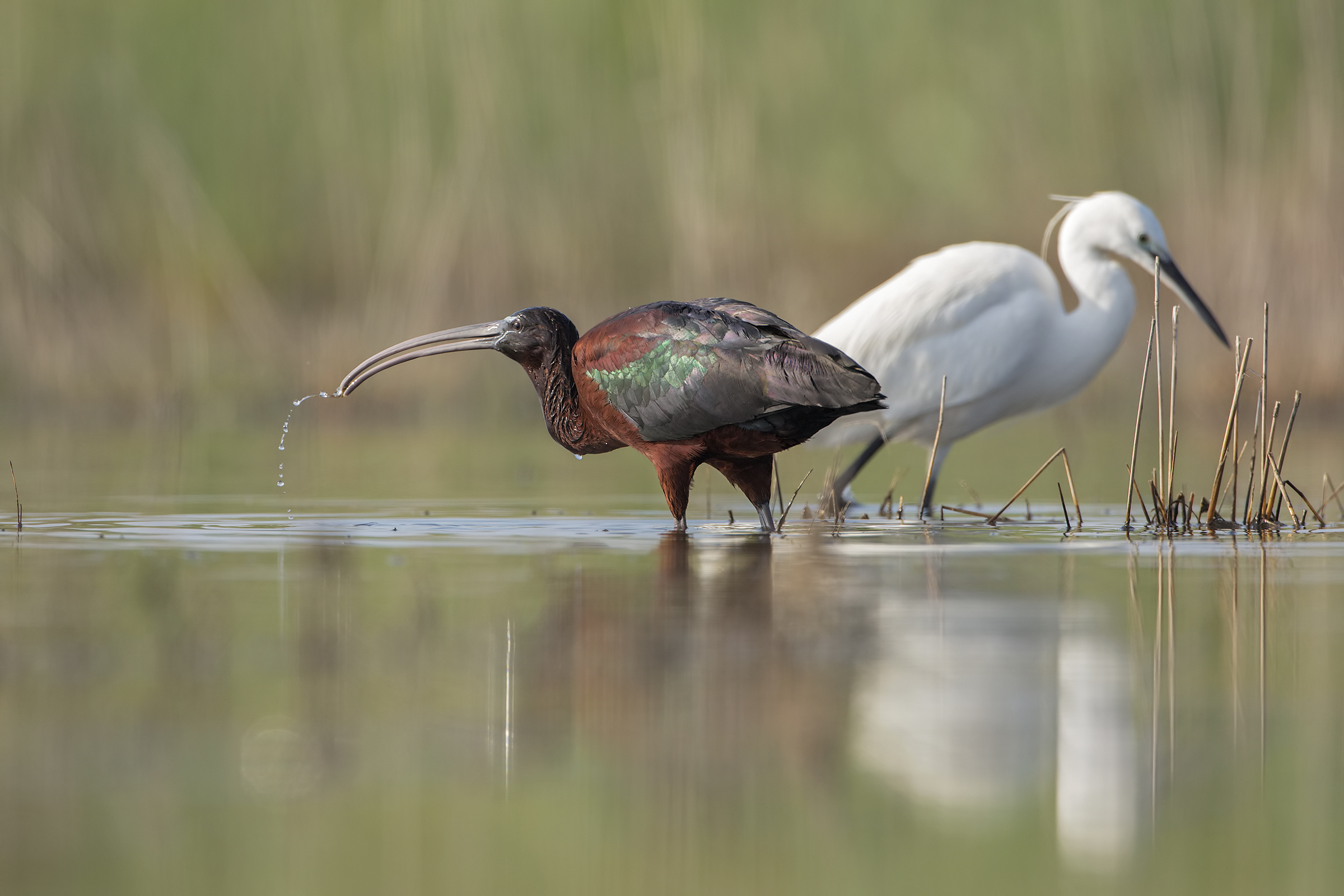 Glossy ibis and egret...