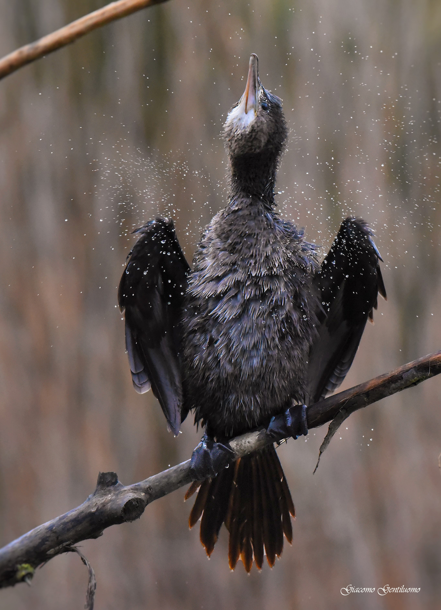 cormorant wet...
