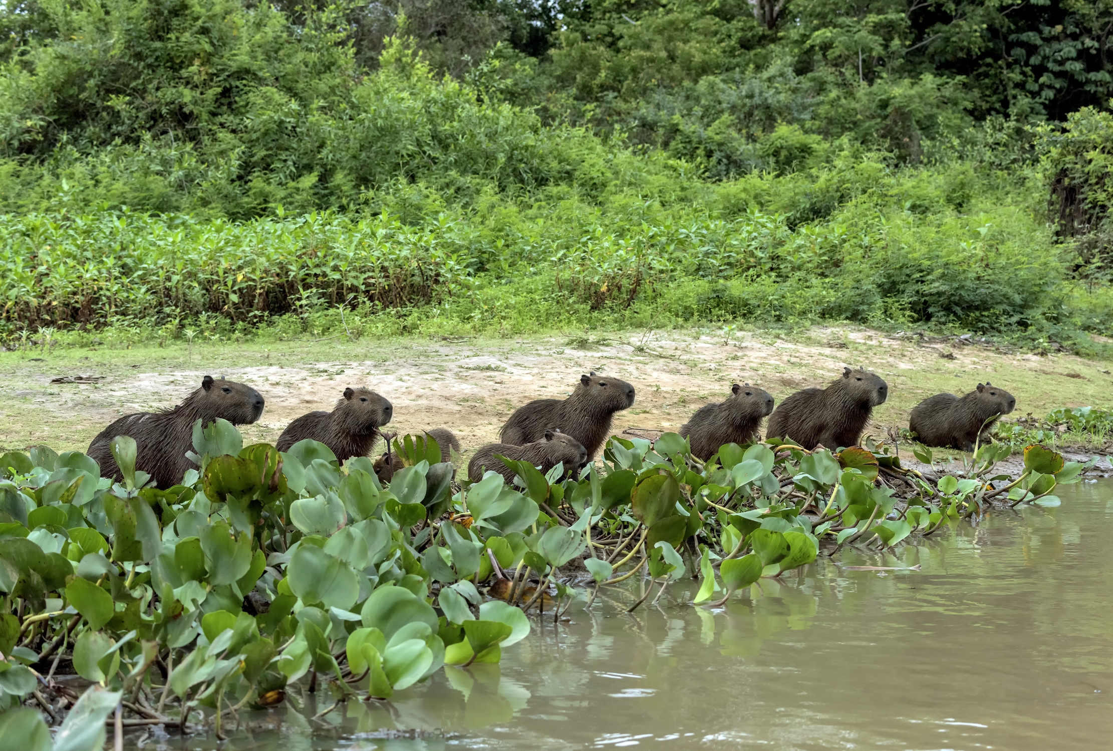 Pantanal 2015 - Capybara ... in line ......