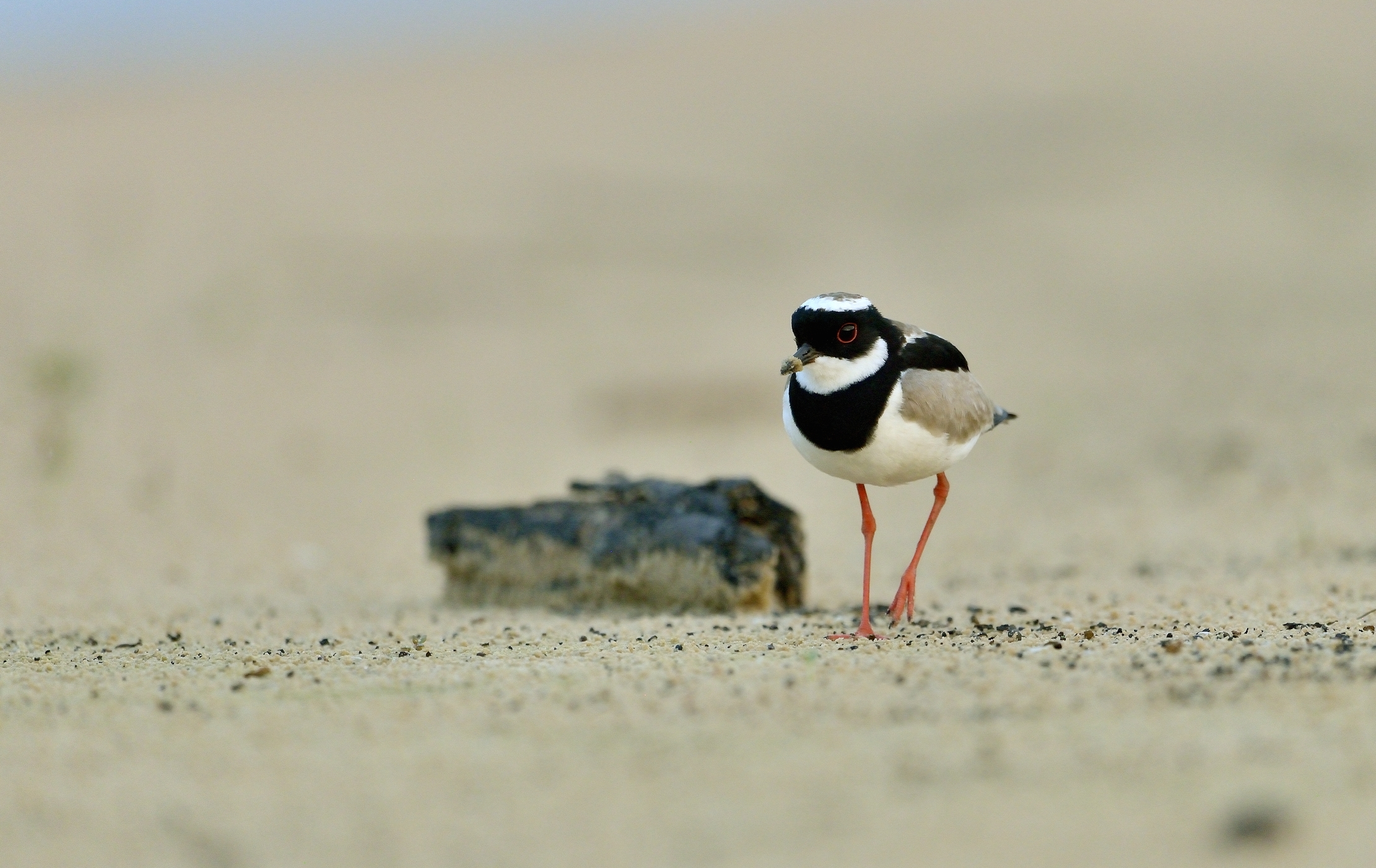 Pantanal 2015 - Pied plover (Vanellus cayanus)...