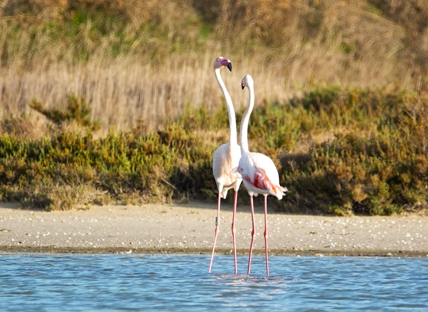I'm taller than you. Pink flamingos. Sardinia...