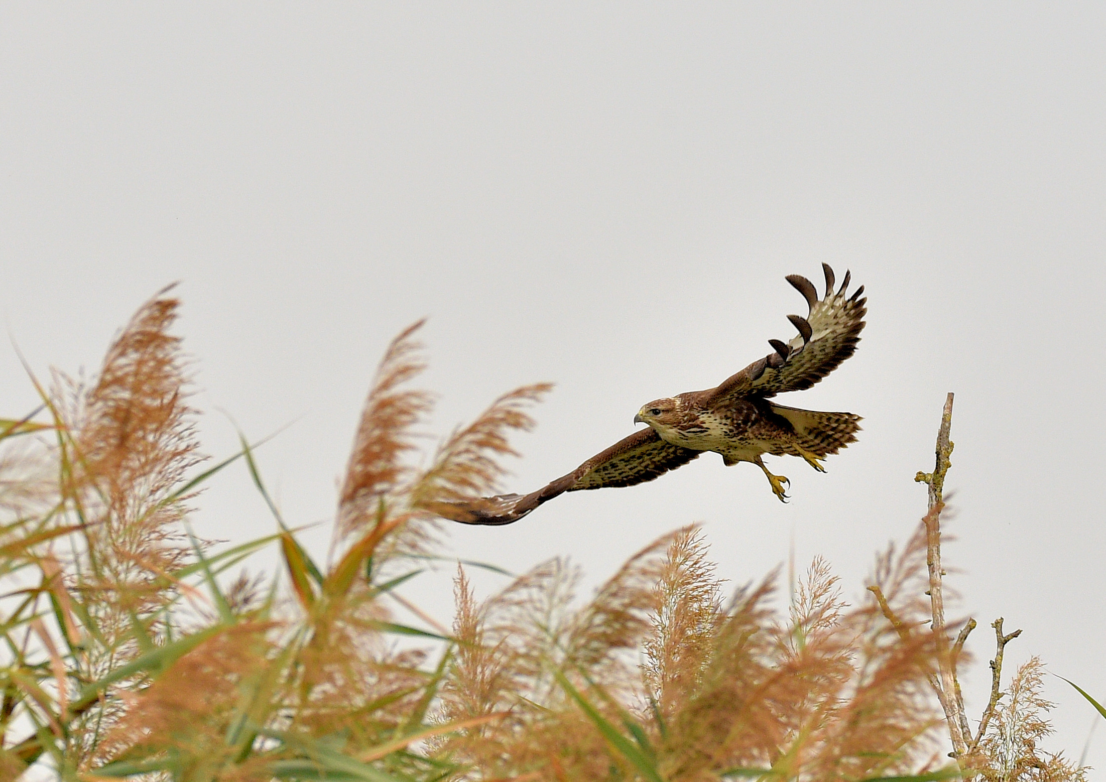 Buzzard...