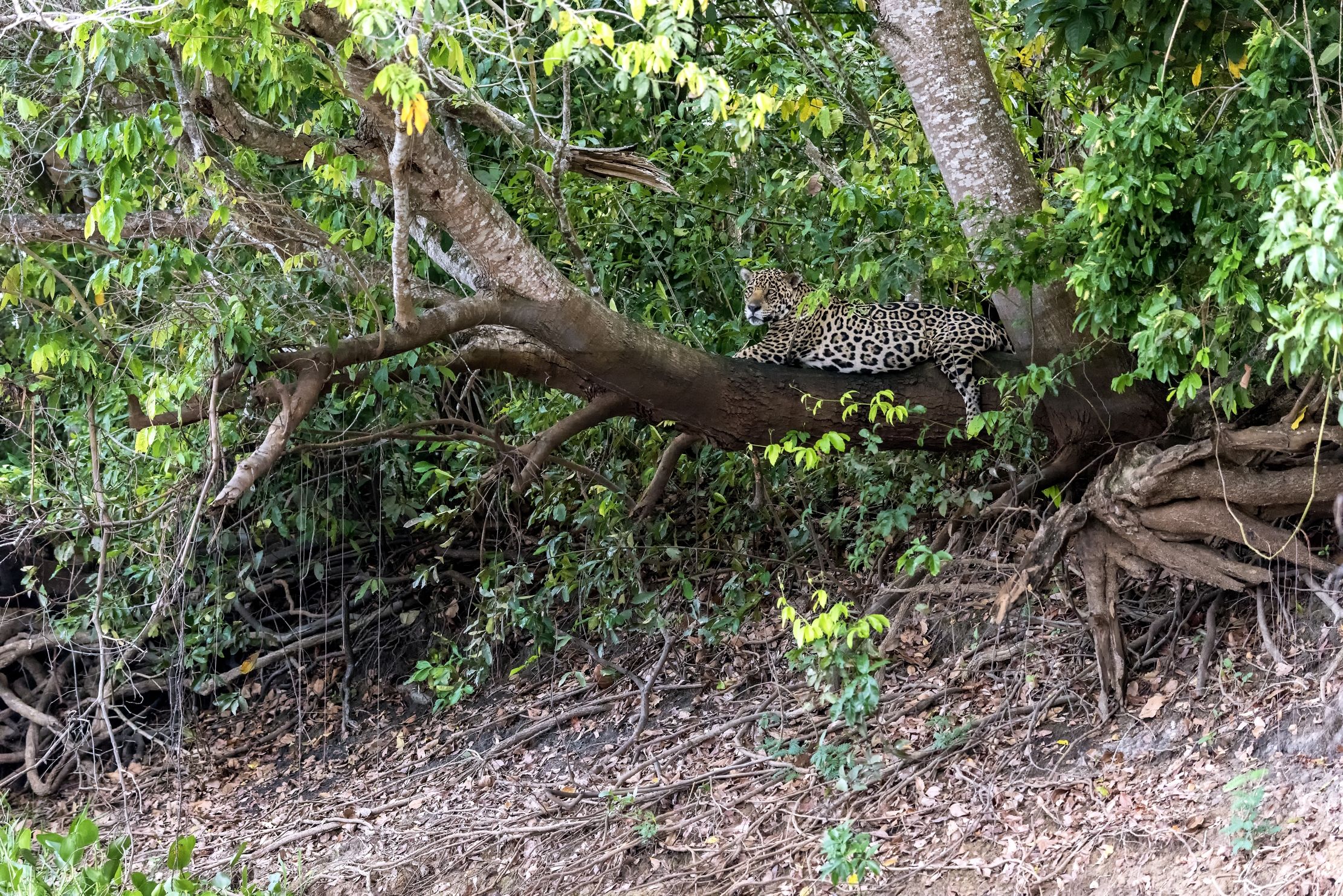 Pantanal in 2015 - Jaguar...