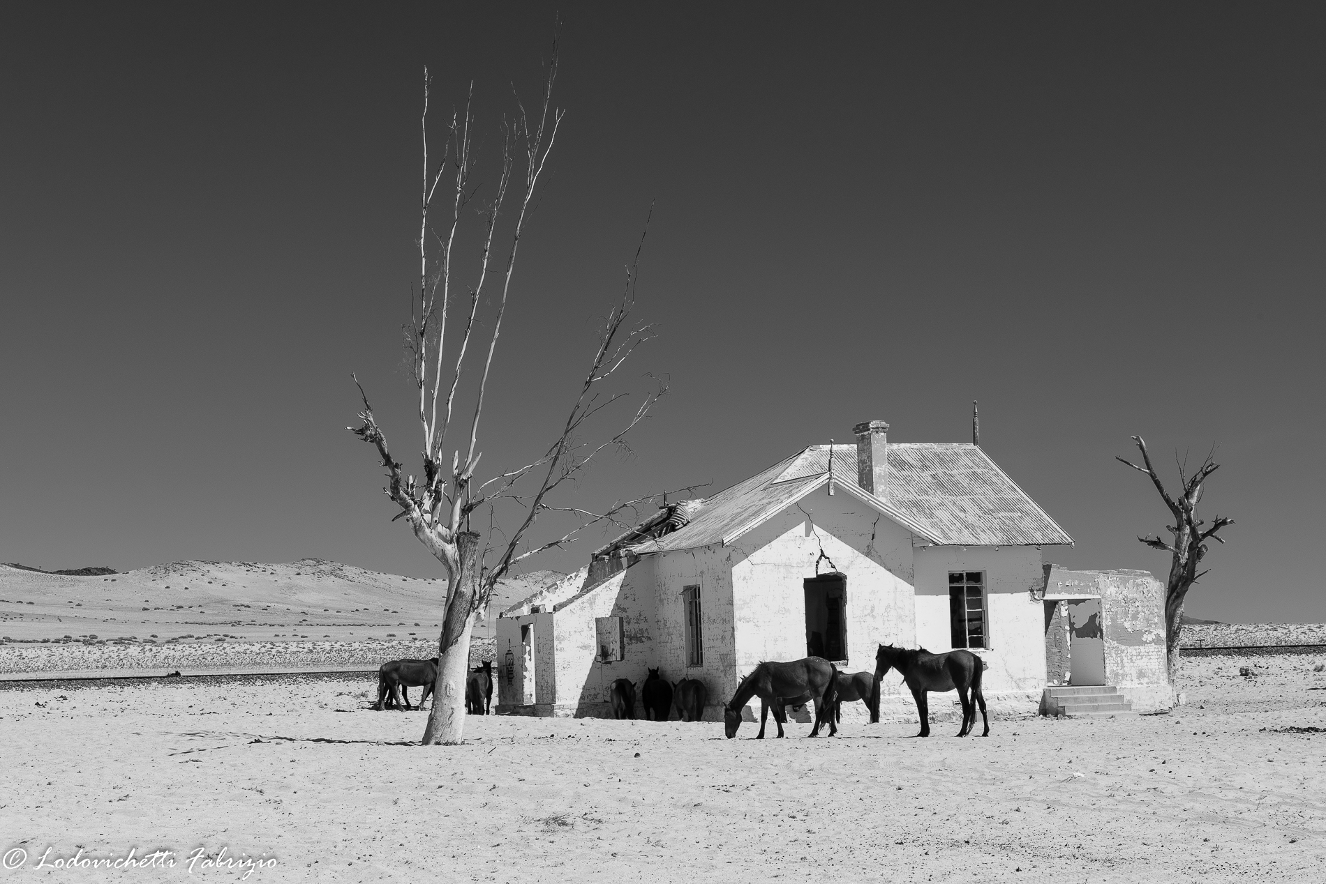 Horses Desert B / N...