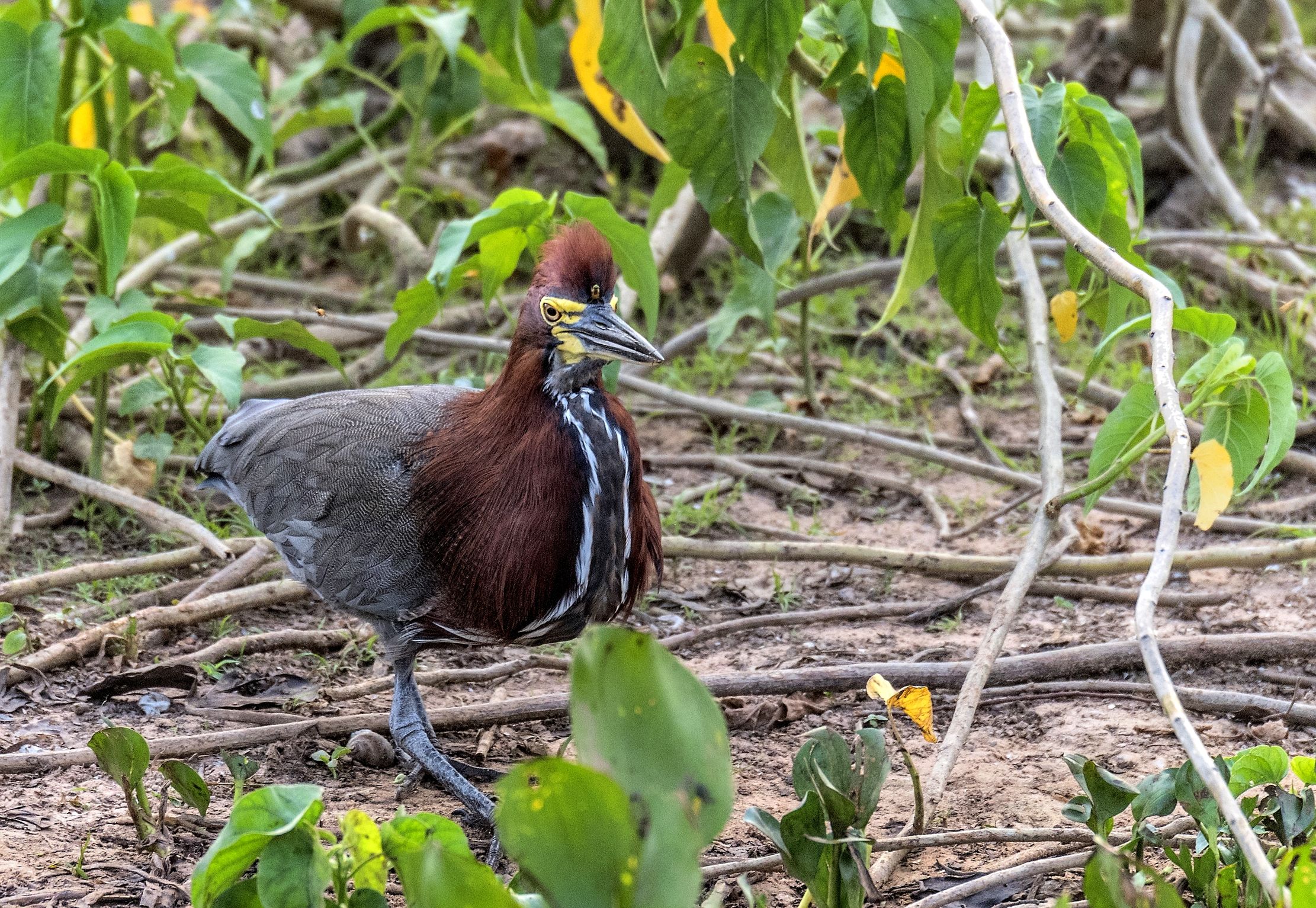 Pantanal 2015 - Tiger Heron...