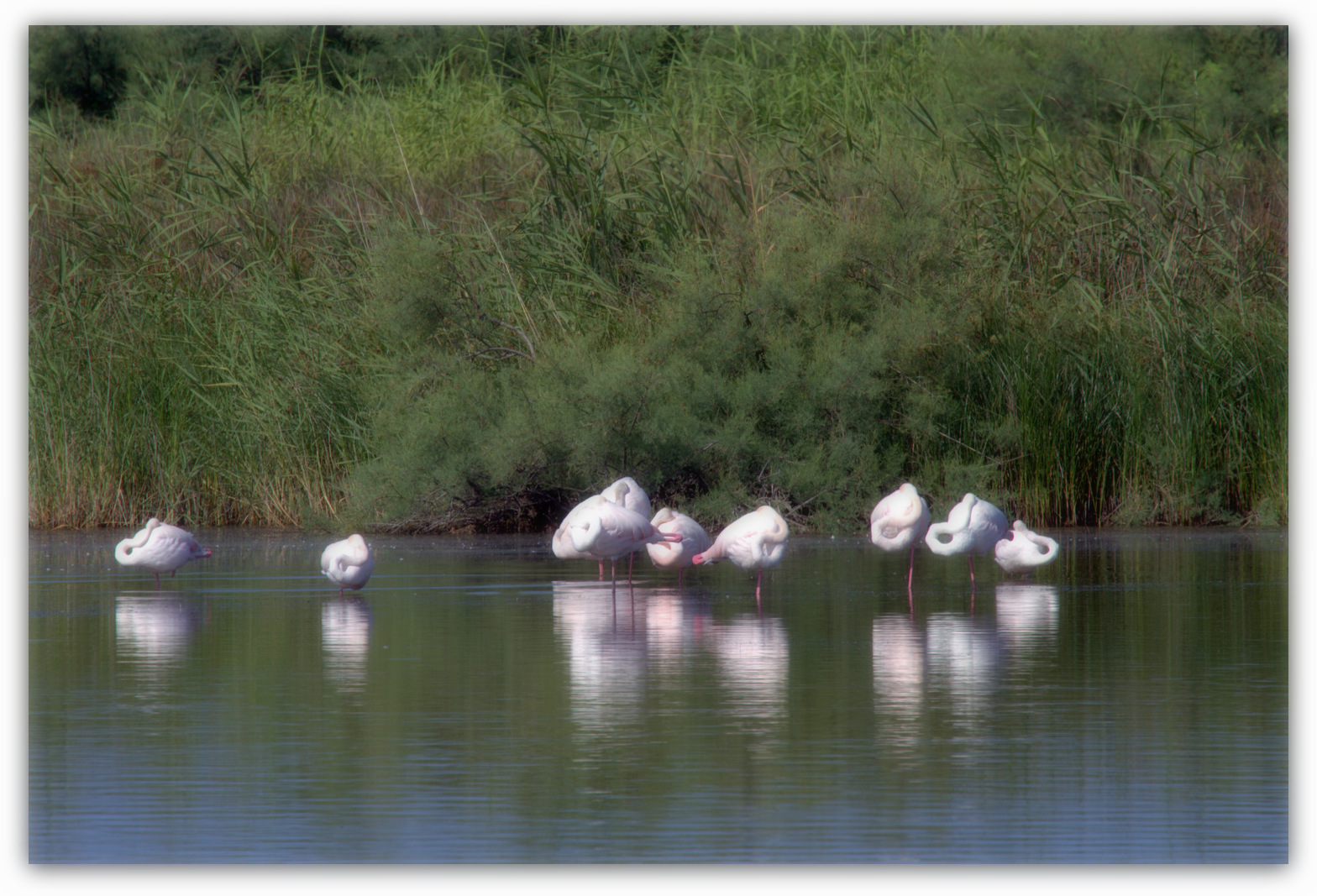 Flamingos - Reserve Foce Volturno...