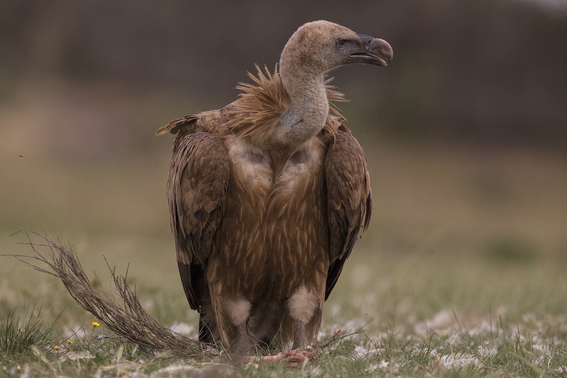 Griffon Vulture Gyps fulvus...
